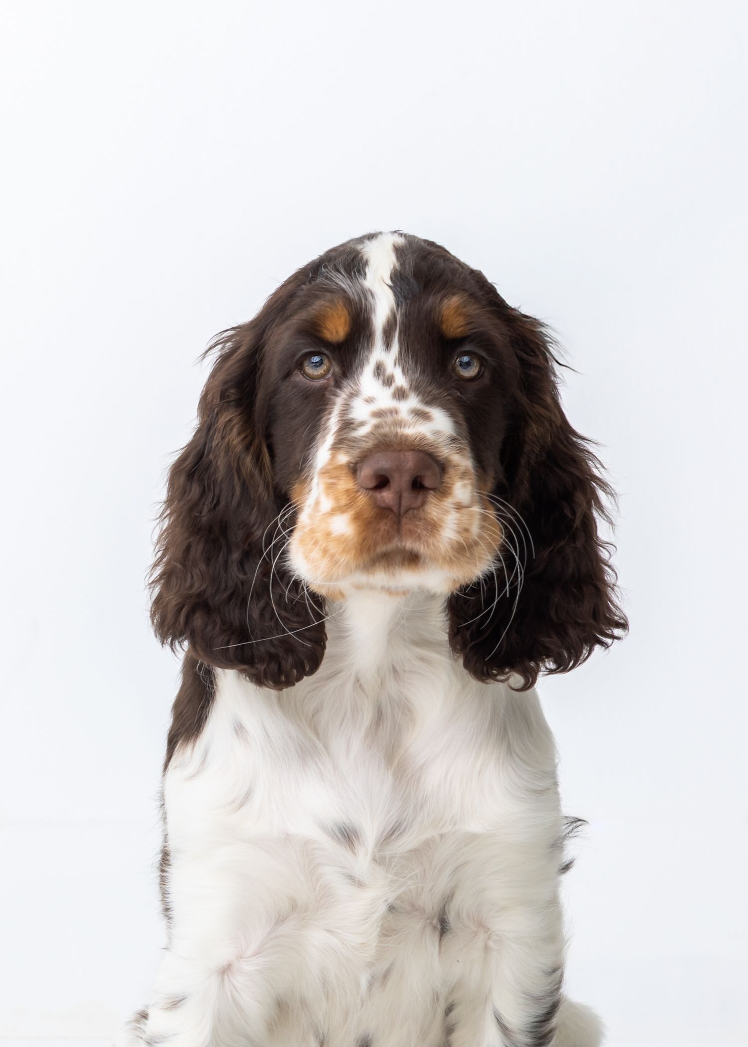 Adorable English Springer Spaniel puppy with brown and white markings sitting against a white background in Daleville, AL photography studio