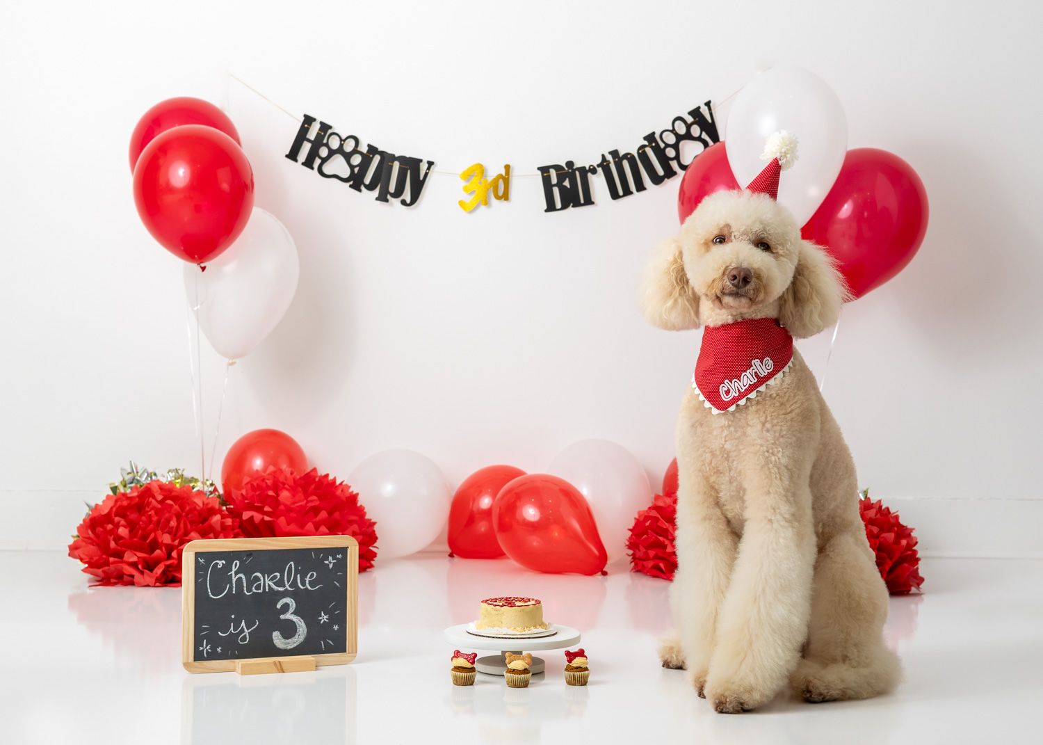 Cream-colored puppy with birthday decorations and red balloons.