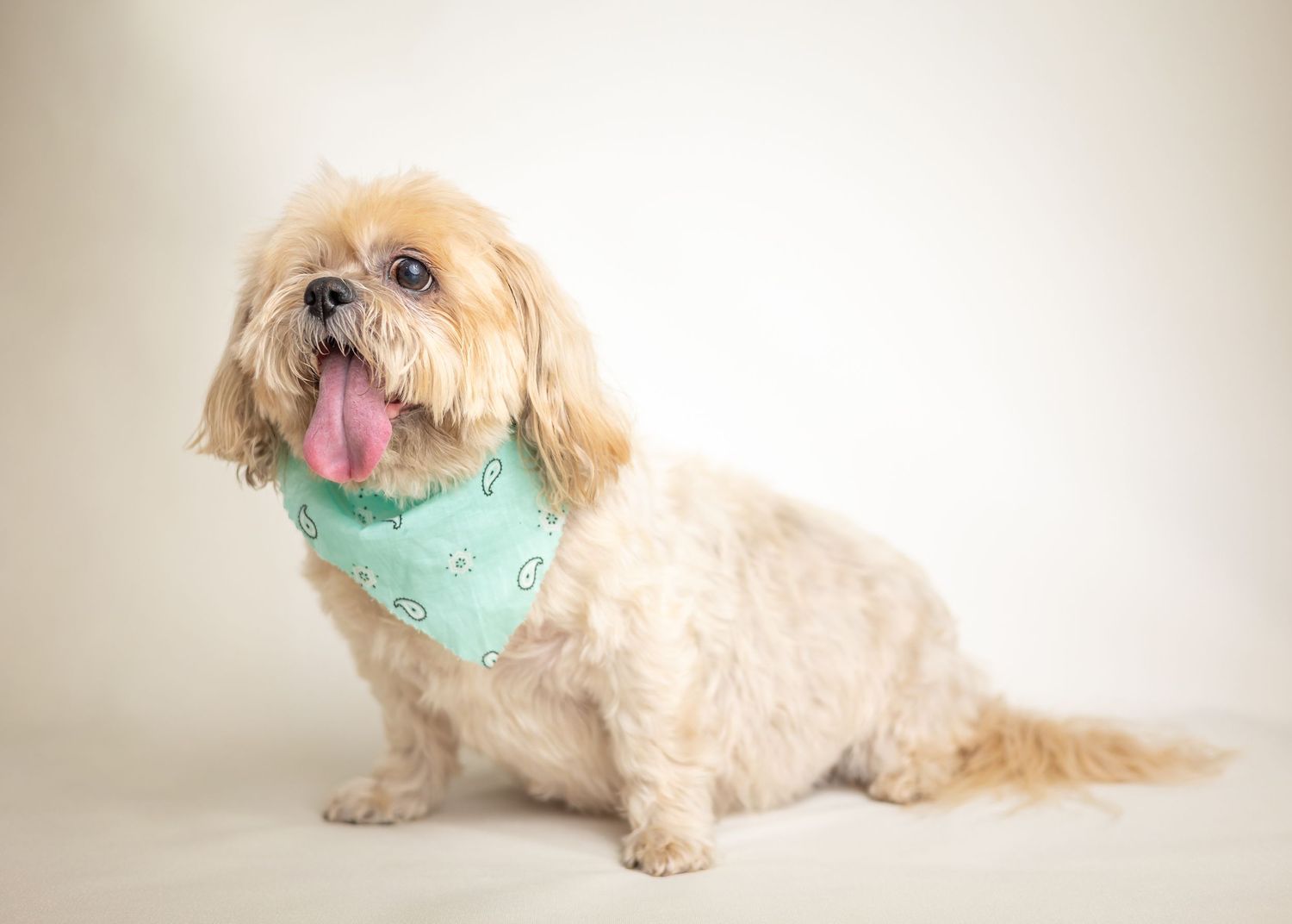 A small cream-colored dog wearing a mint green bandana poses playfully in a series of studio photographs.