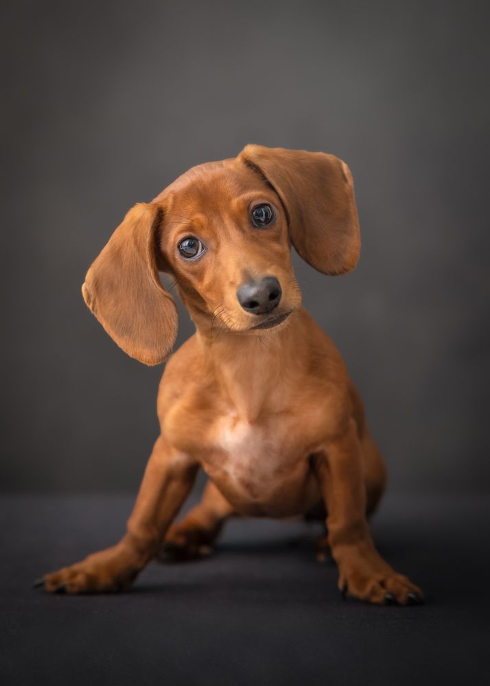 Dachshund puppy poses playfully in a series of progressive shots against a dark background, showing its reddish-brown coat.