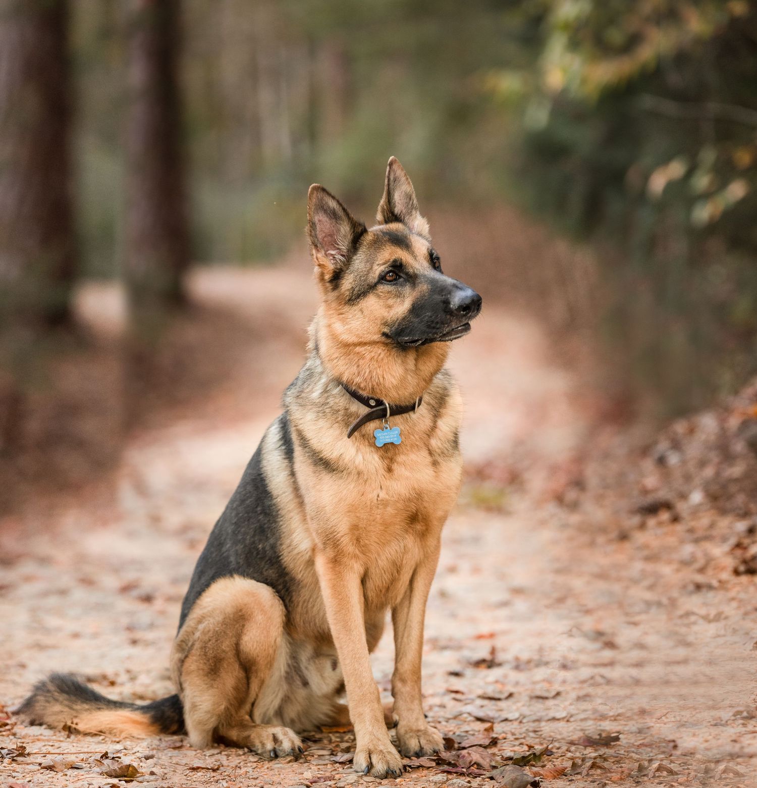 A German Shepherd dog sits attentively on a dirt path surrounded by fallen autumn leaves.
