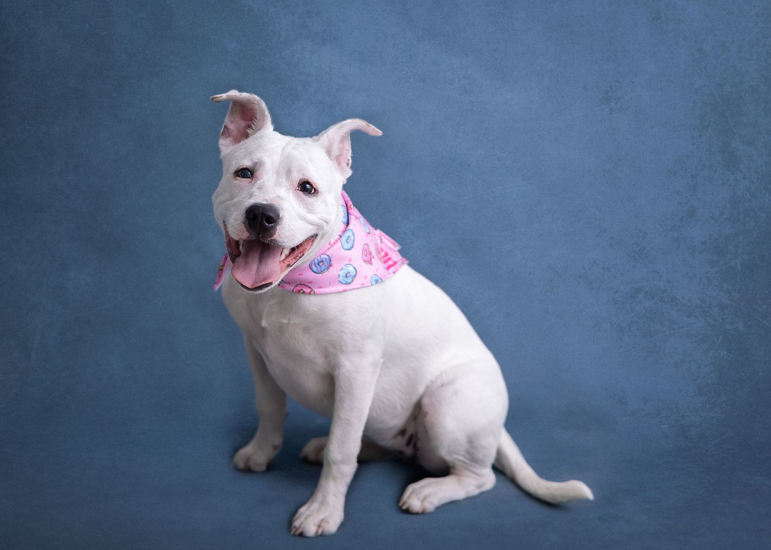 White bull terrier puppy in a pink collar posing against a blue studio backdrop.