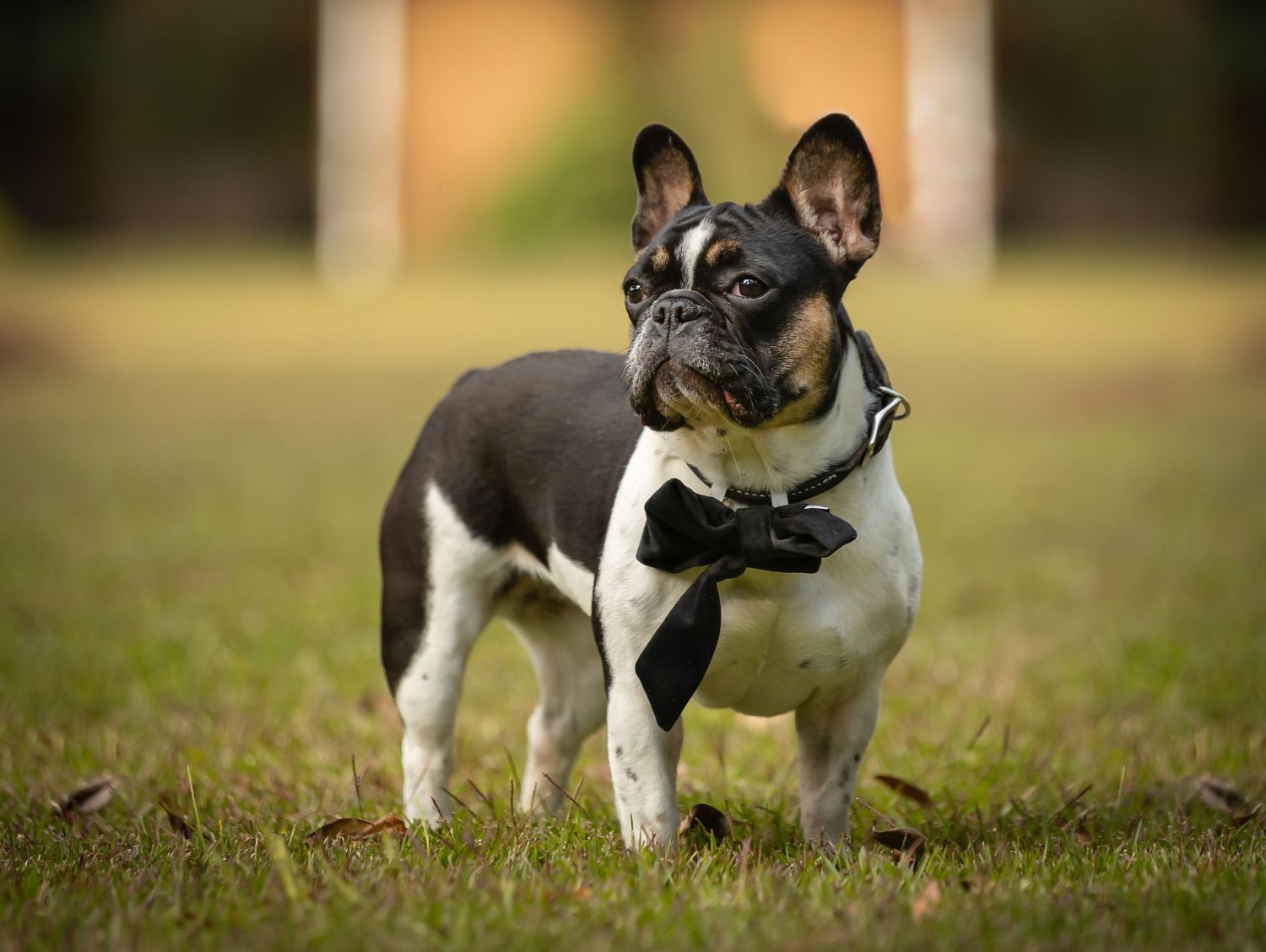 French bulldogs playing together on grassy field.
