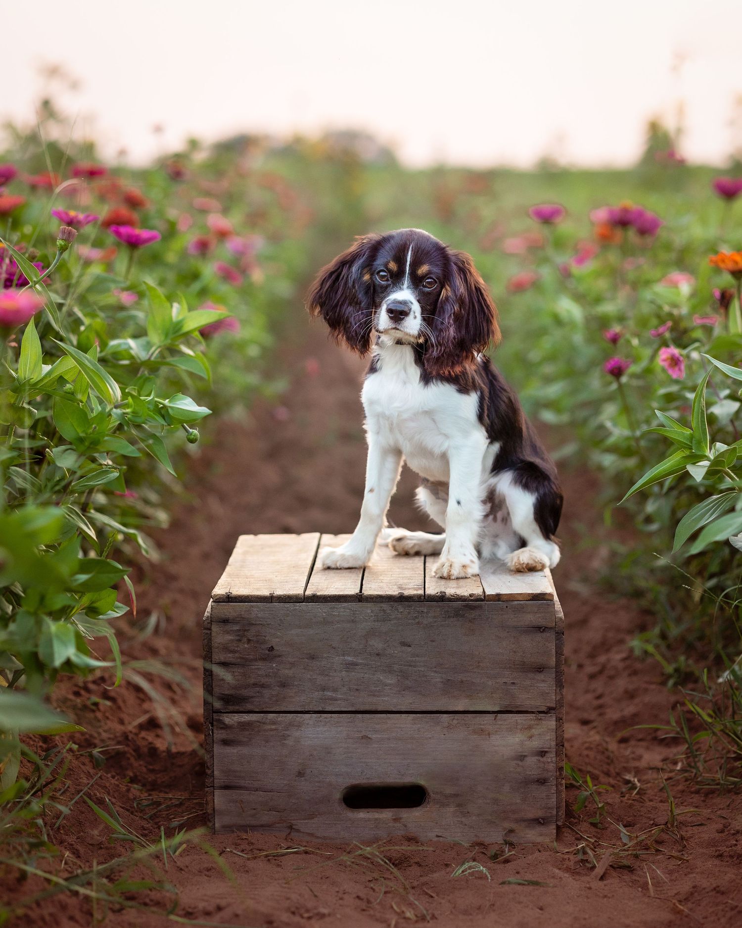 Small black and white puppy poses on wooden crate amid pink flower garden.