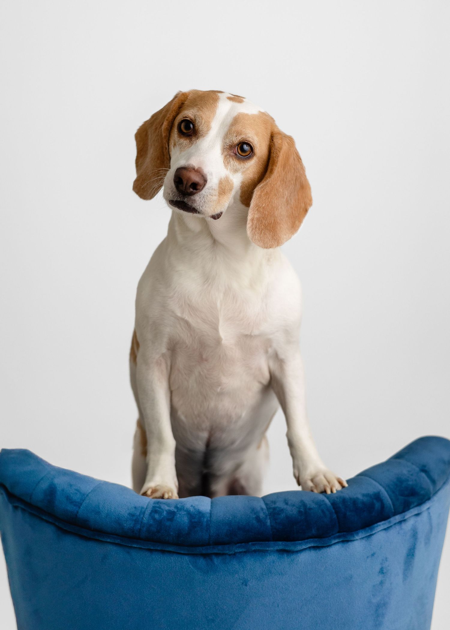 A small beagle puppy sits on a blue cushioned seat in a sequence of four progressive poses.