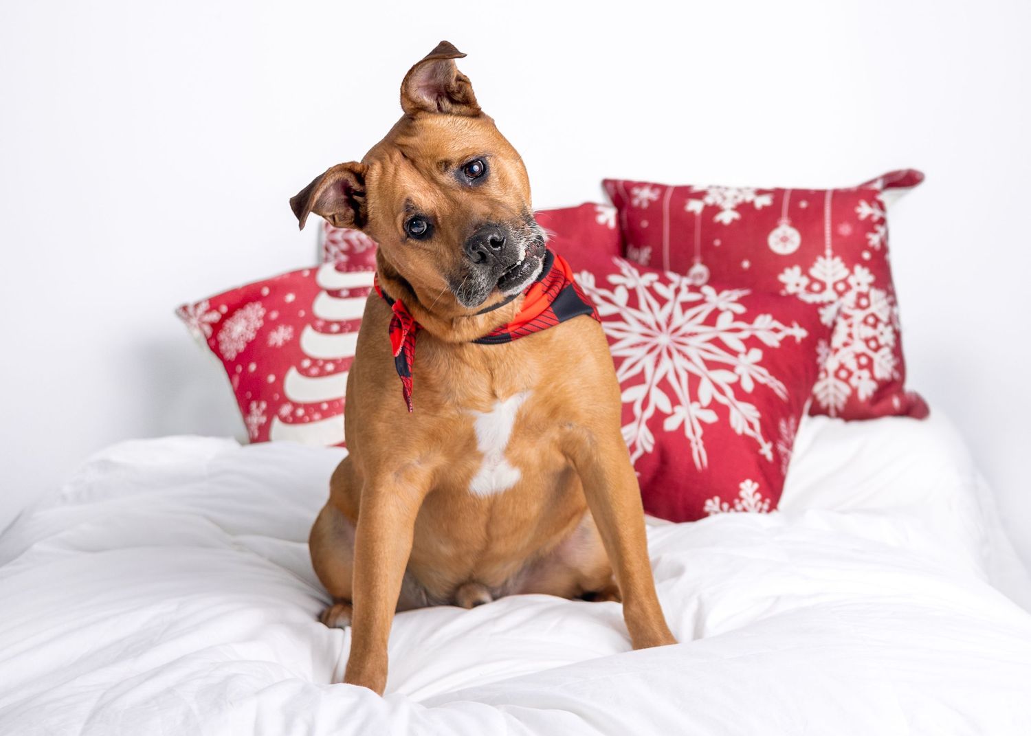 Dog Christmas photo shoot in Daleville, AL in studio