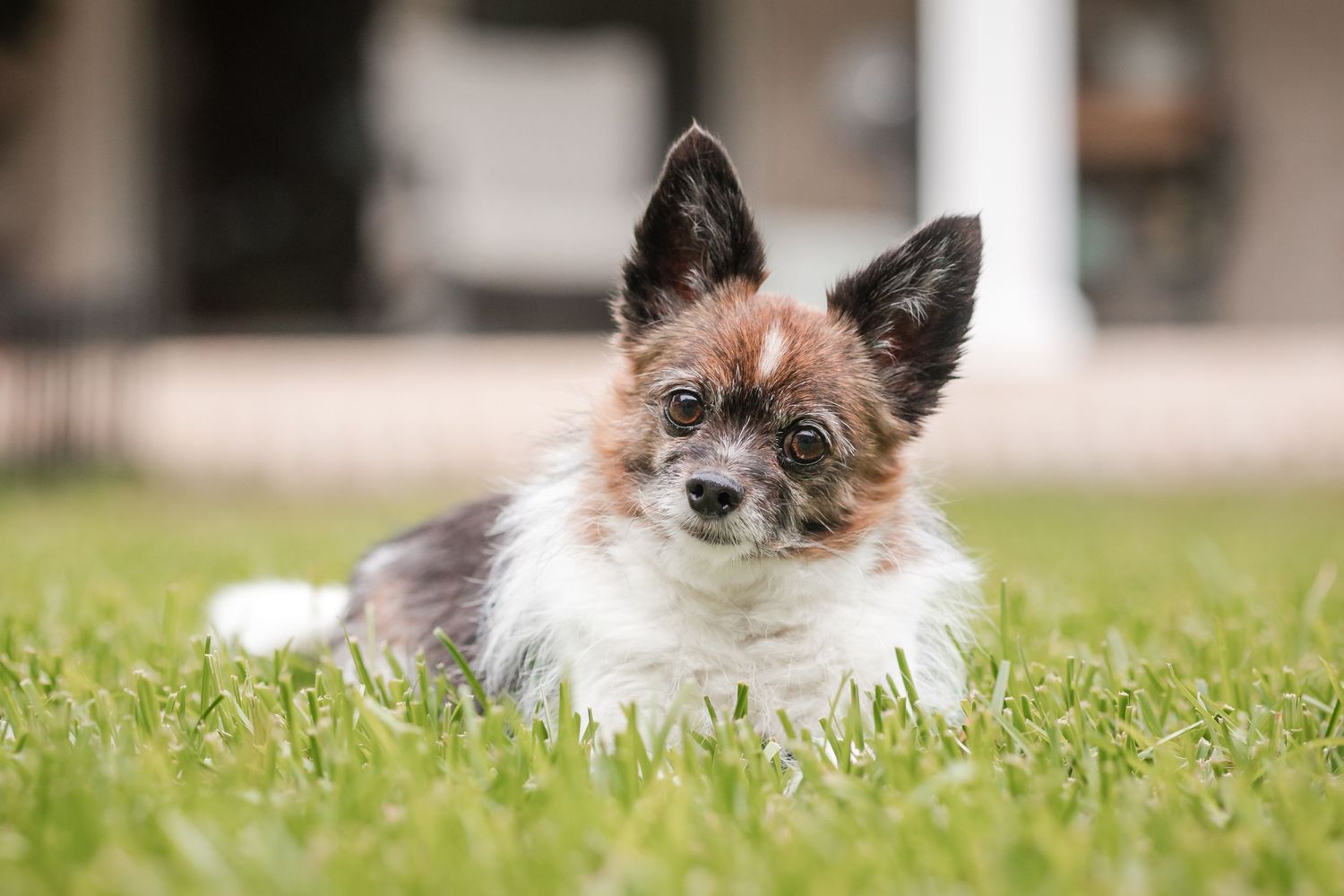 A small fluffy Chihuahua puppy with large ears lying on green grass in a sunny backyard.