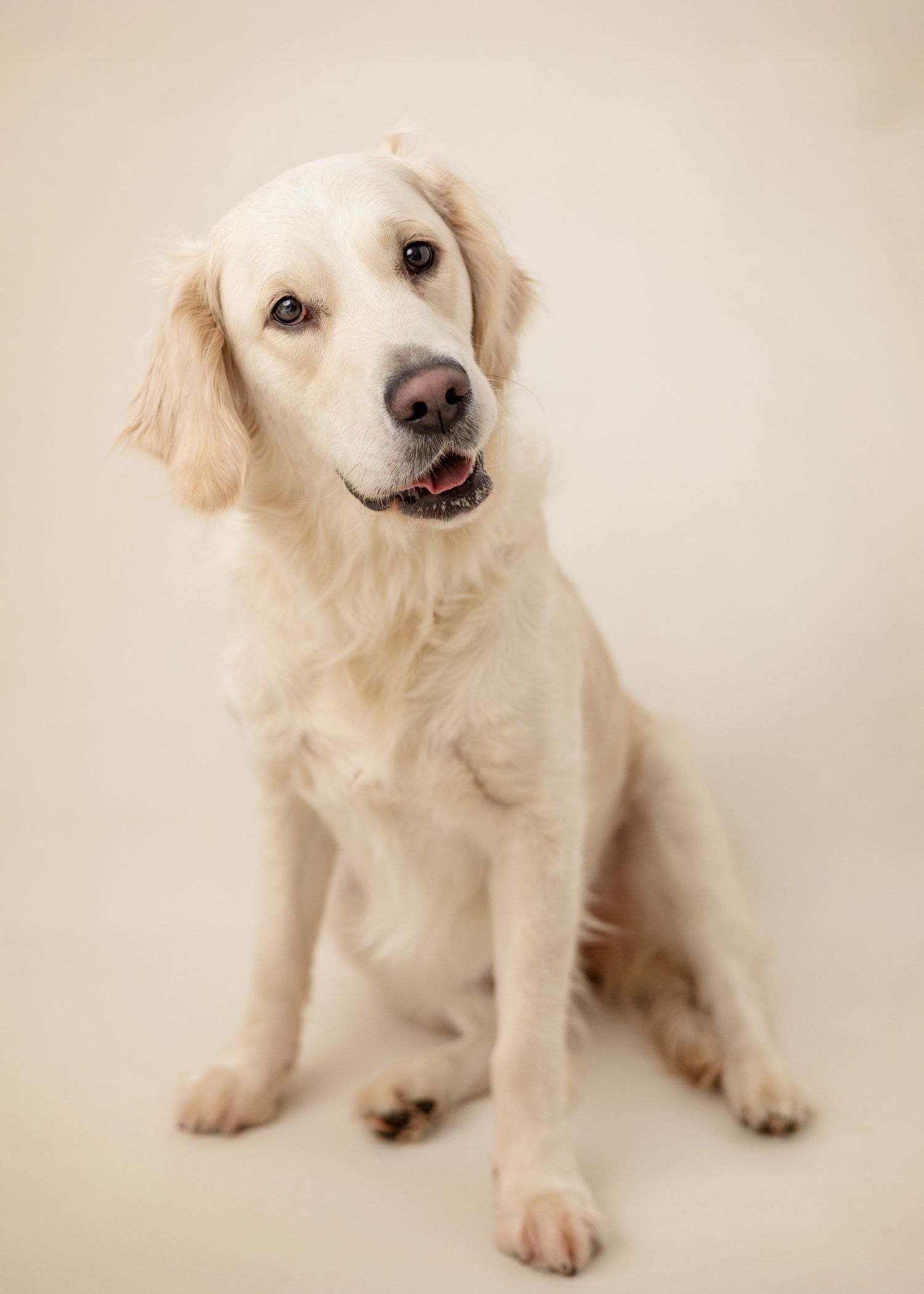 A cream-colored Golden Retriever puppy sits and poses against a neutral background in a progression of playful positions.
