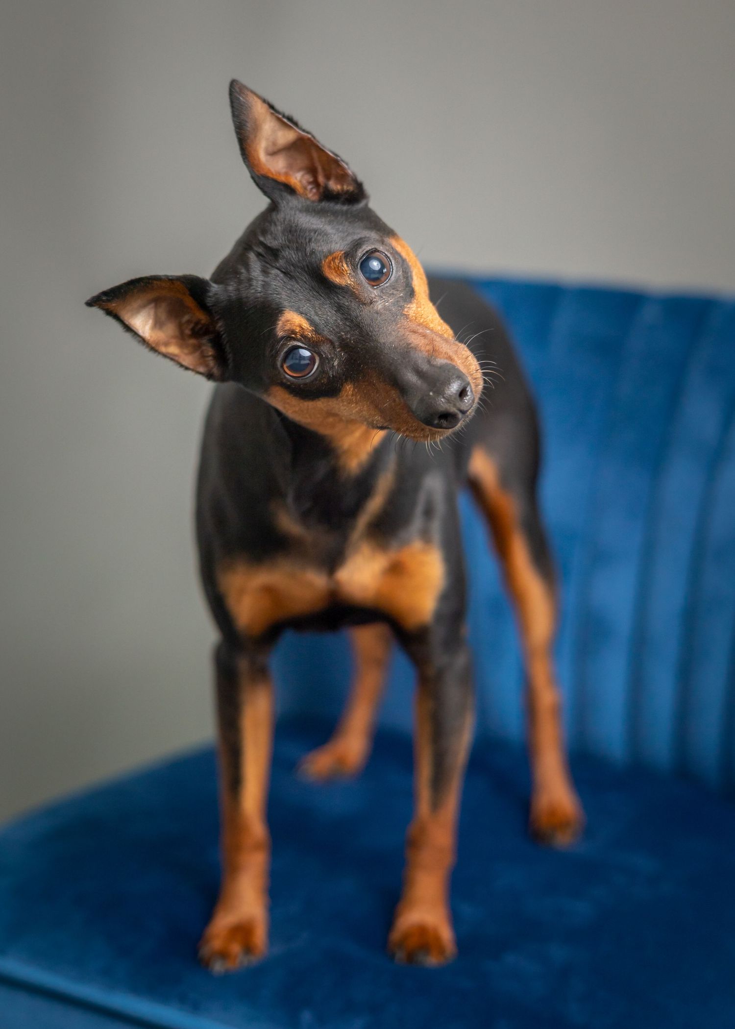 A miniature pinscher dog with a black and brown coat poses at different angles on a bright blue chair.
