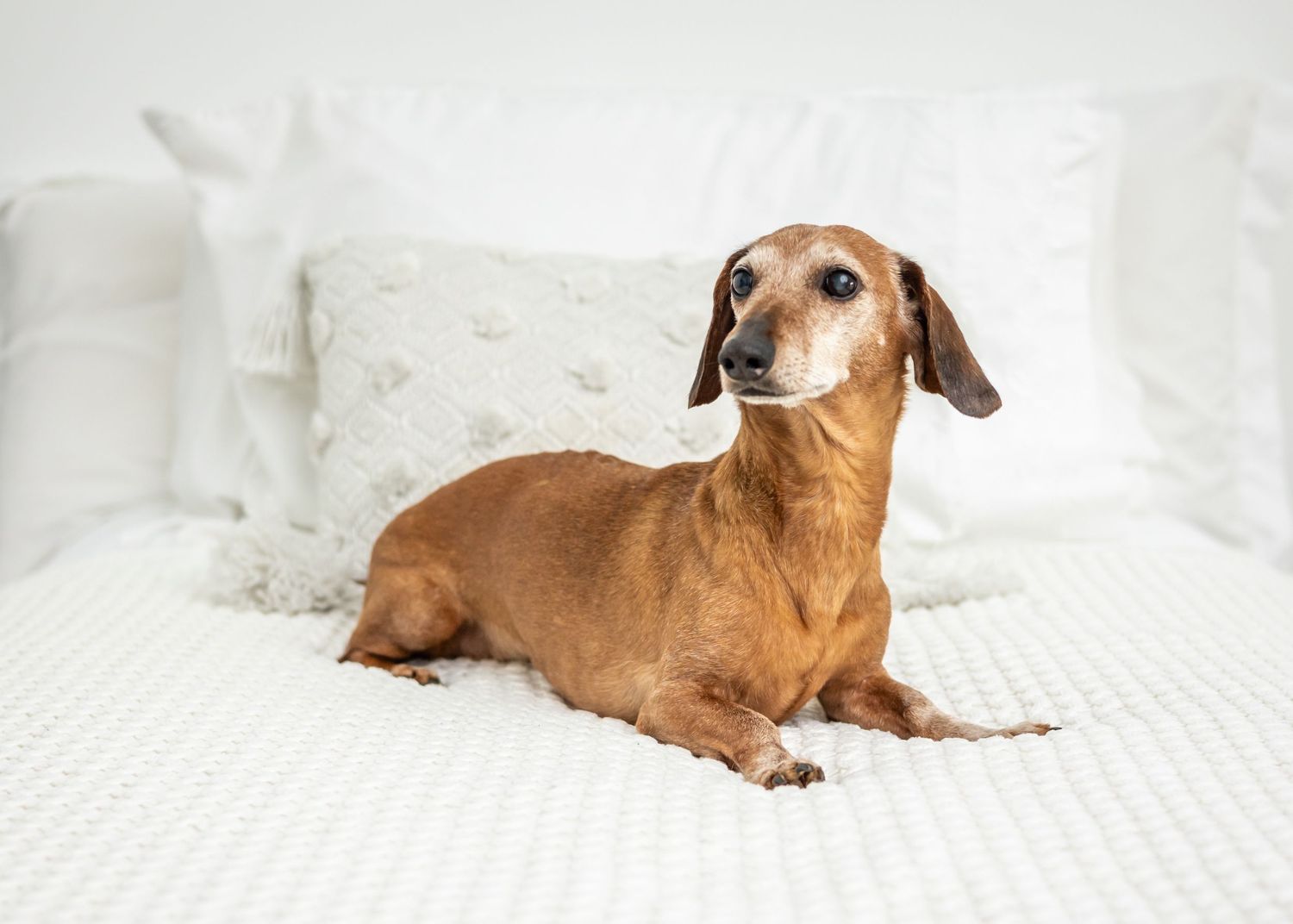 A brown dachshund dog relaxes comfortably on white bedding in a bright, cozy setting.