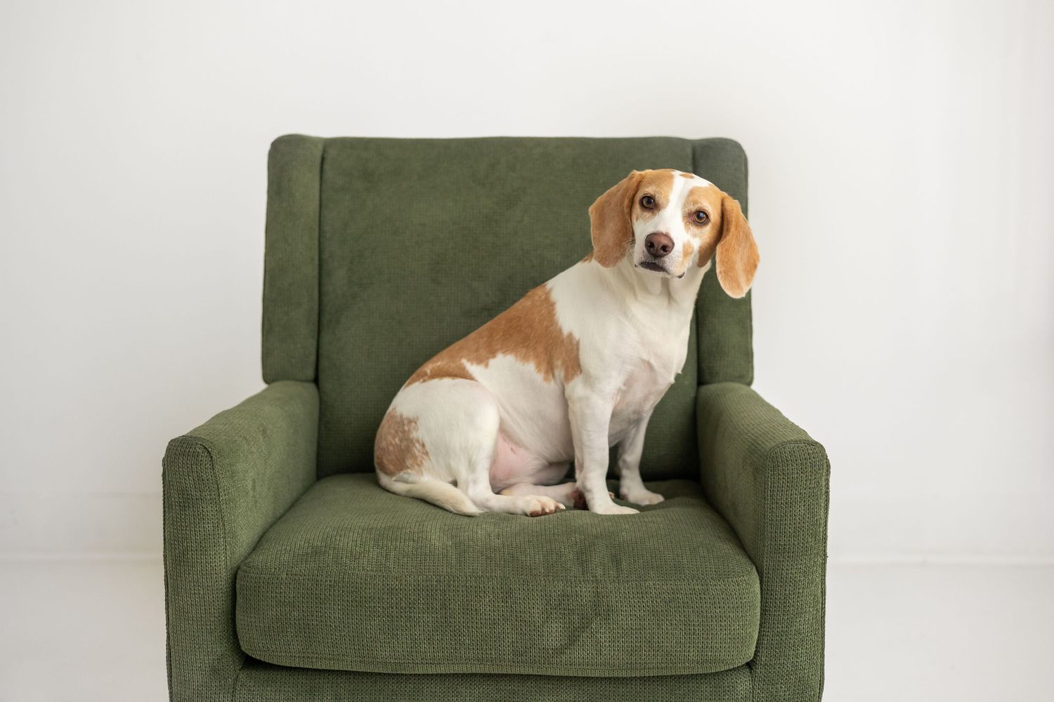 A beagle dog rests comfortably on a dark green armchair in a bright room.