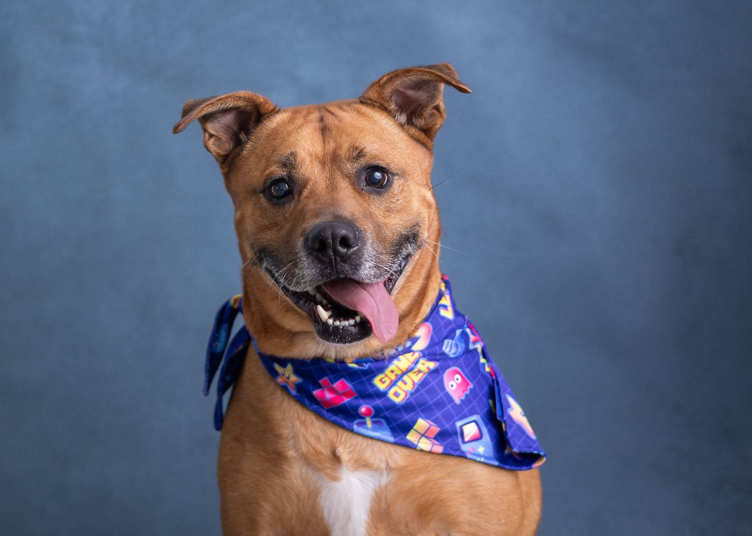 Dog photography in Daleville AL, in studio photo shoot