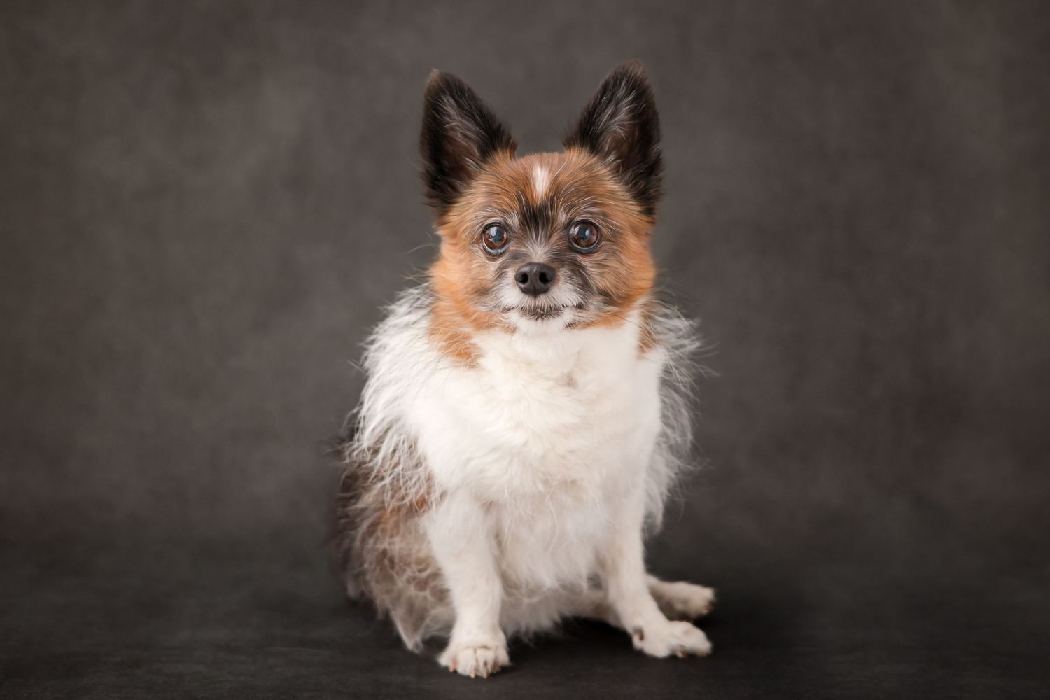 Small fluffy mixed dog sitting upright against a dark gray studio background, with brown and white fur in dog photography studio near Dothan