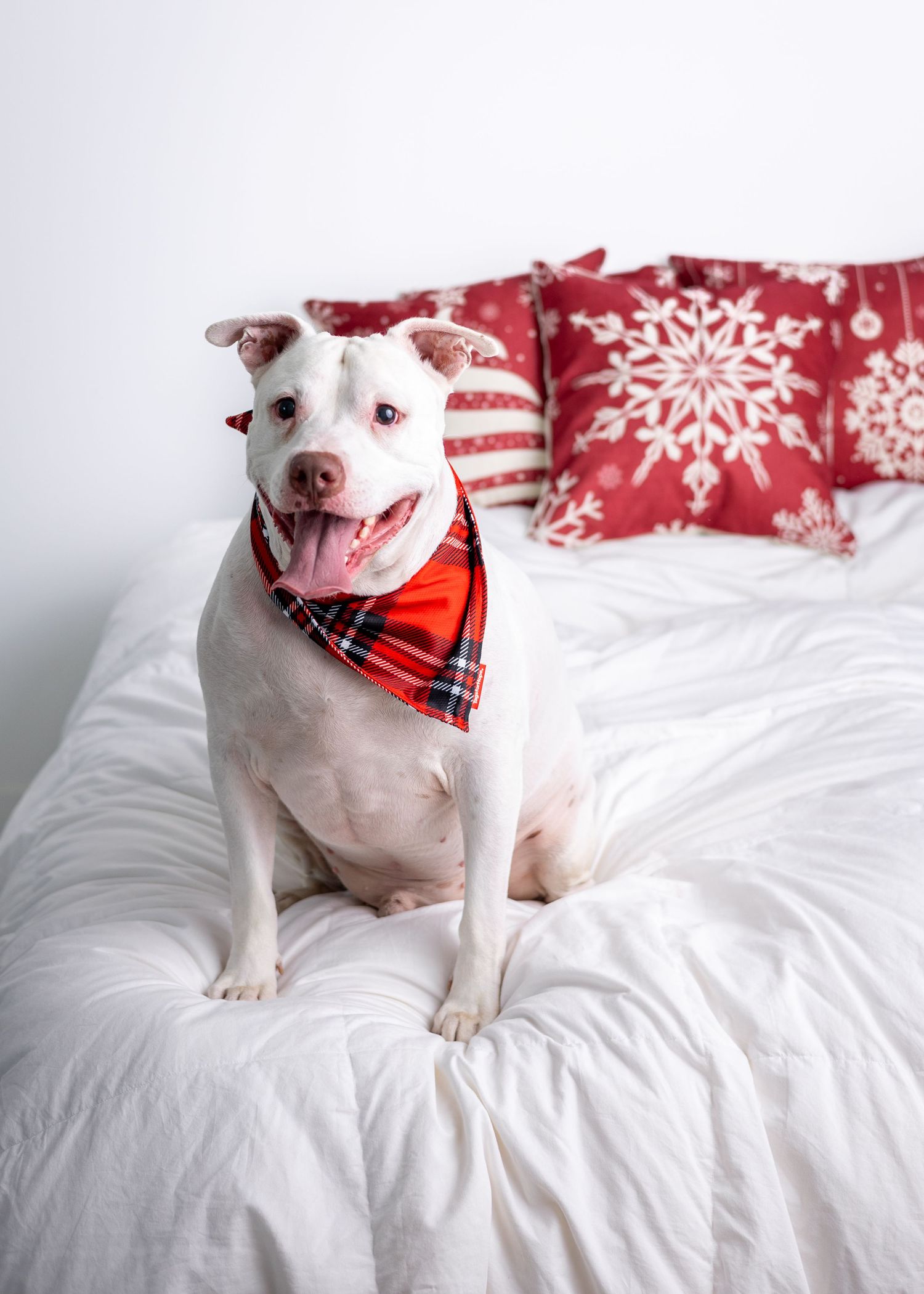 White pitbull with festive bandana smiles on white bedding with red holiday pillows.