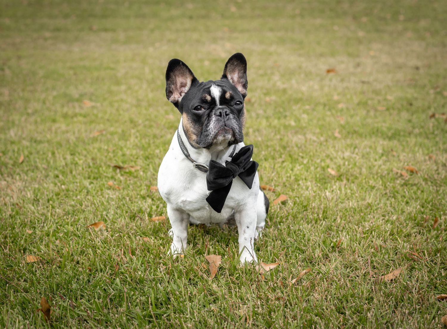 A French Bulldog with black and white markings sits attentively in green grass during a photo session.