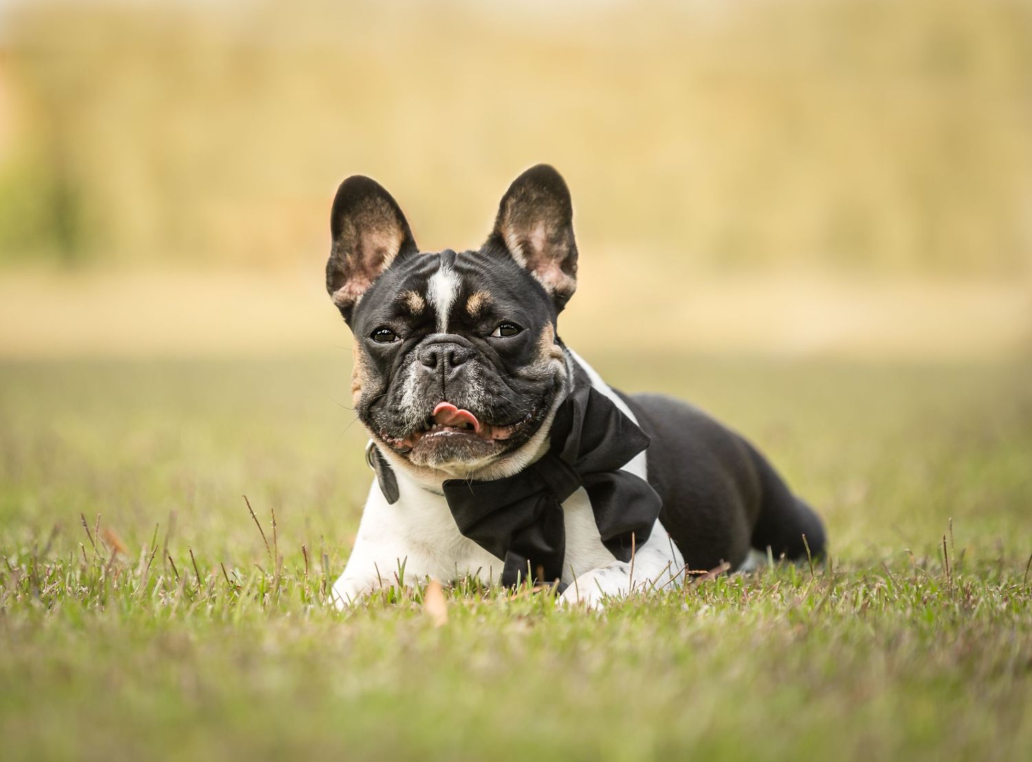 A black and white French Bulldog lying in green grass with a happy expression on its face.