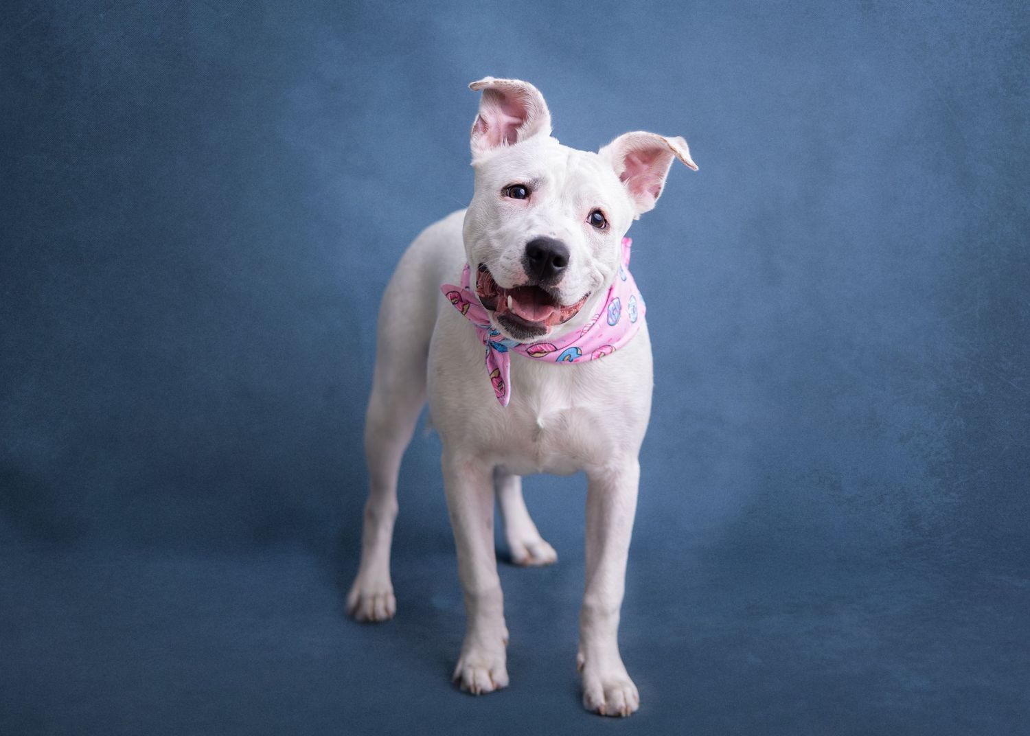 White pitbull puppy wearing a pink collar poses against a blue studio backdrop with a cute head tilt.