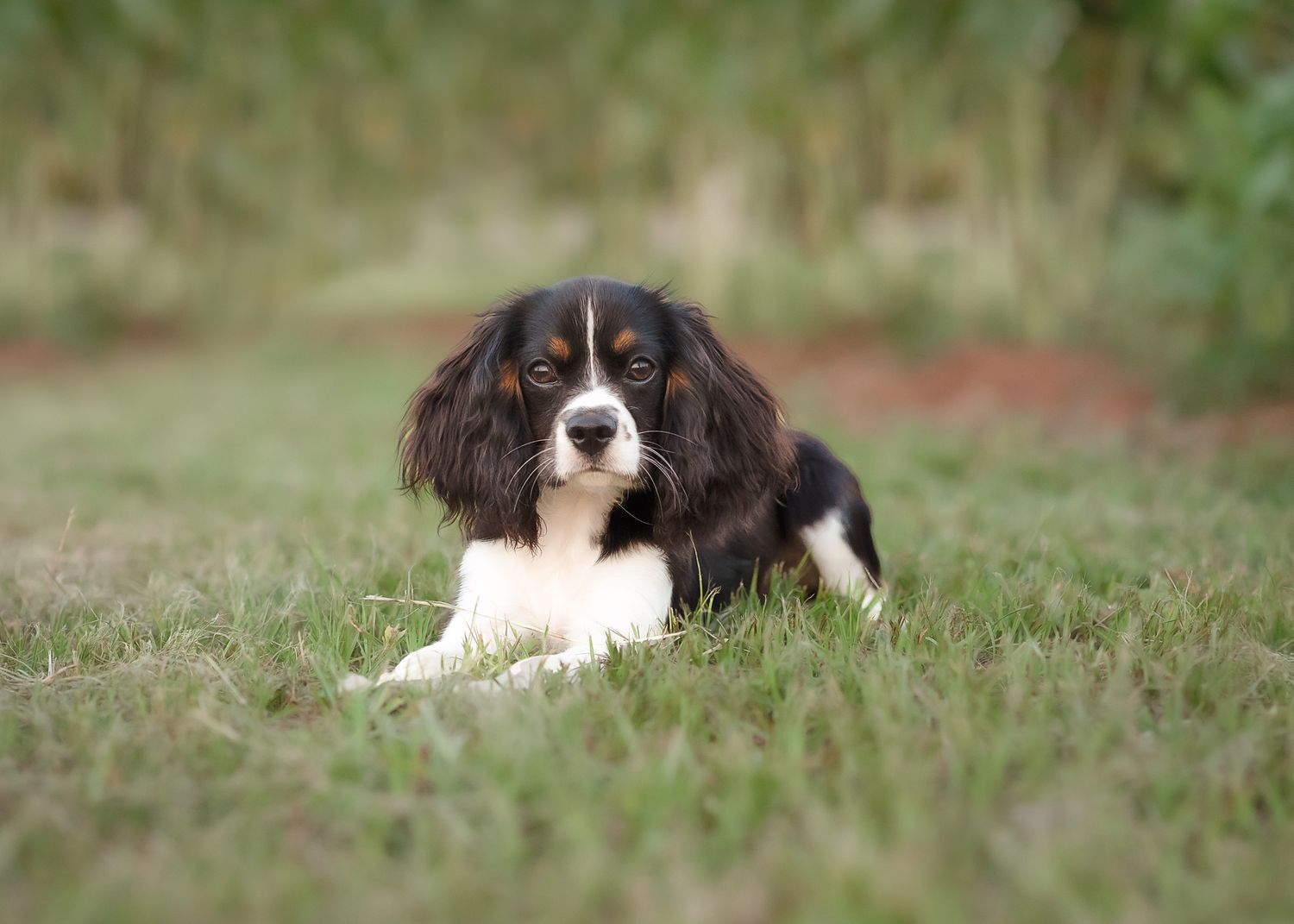 Black and white dog resting in green grass field.