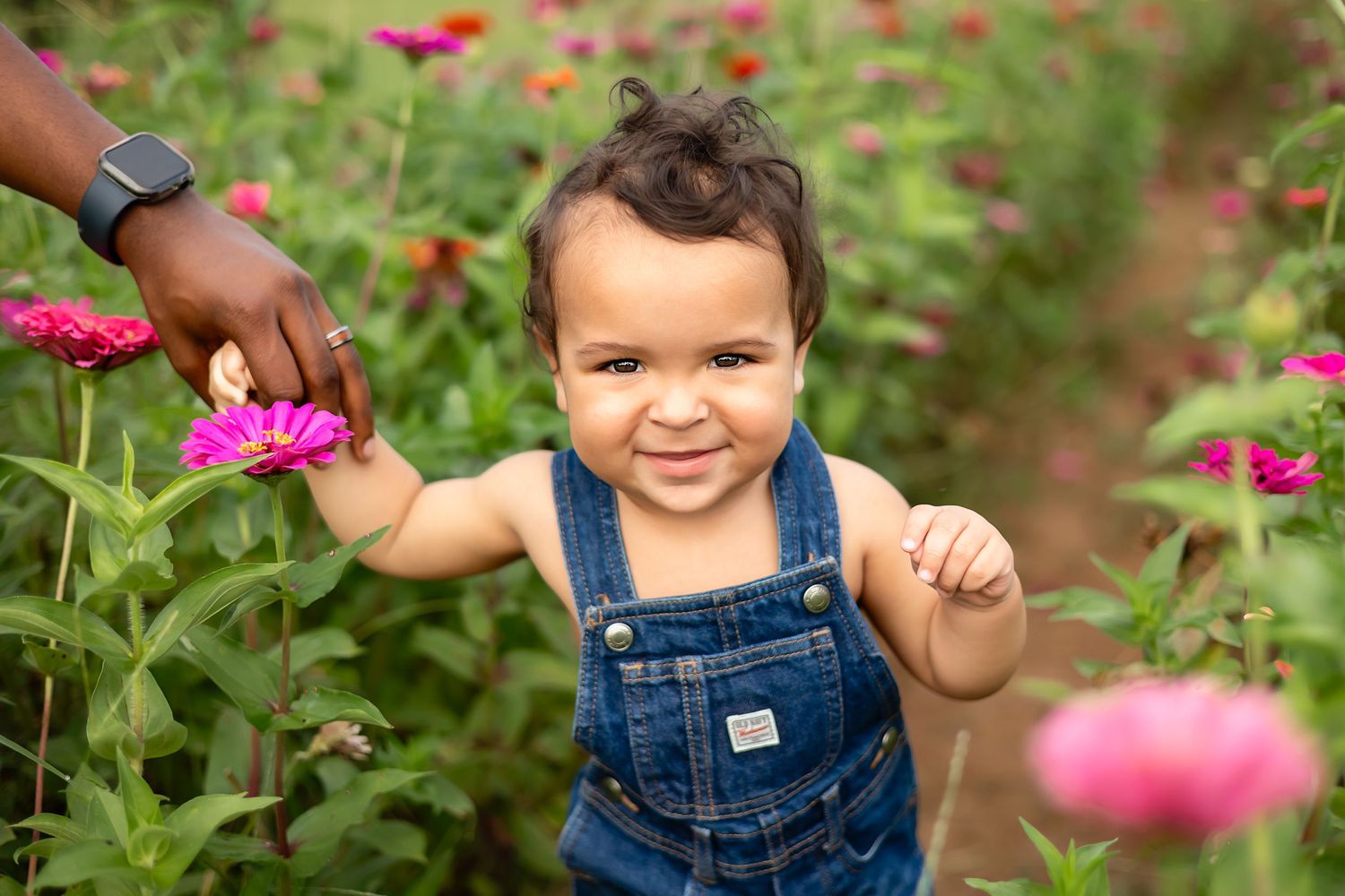 Child in blue overalls explores colorful zinnia garden during summer photo shoot.