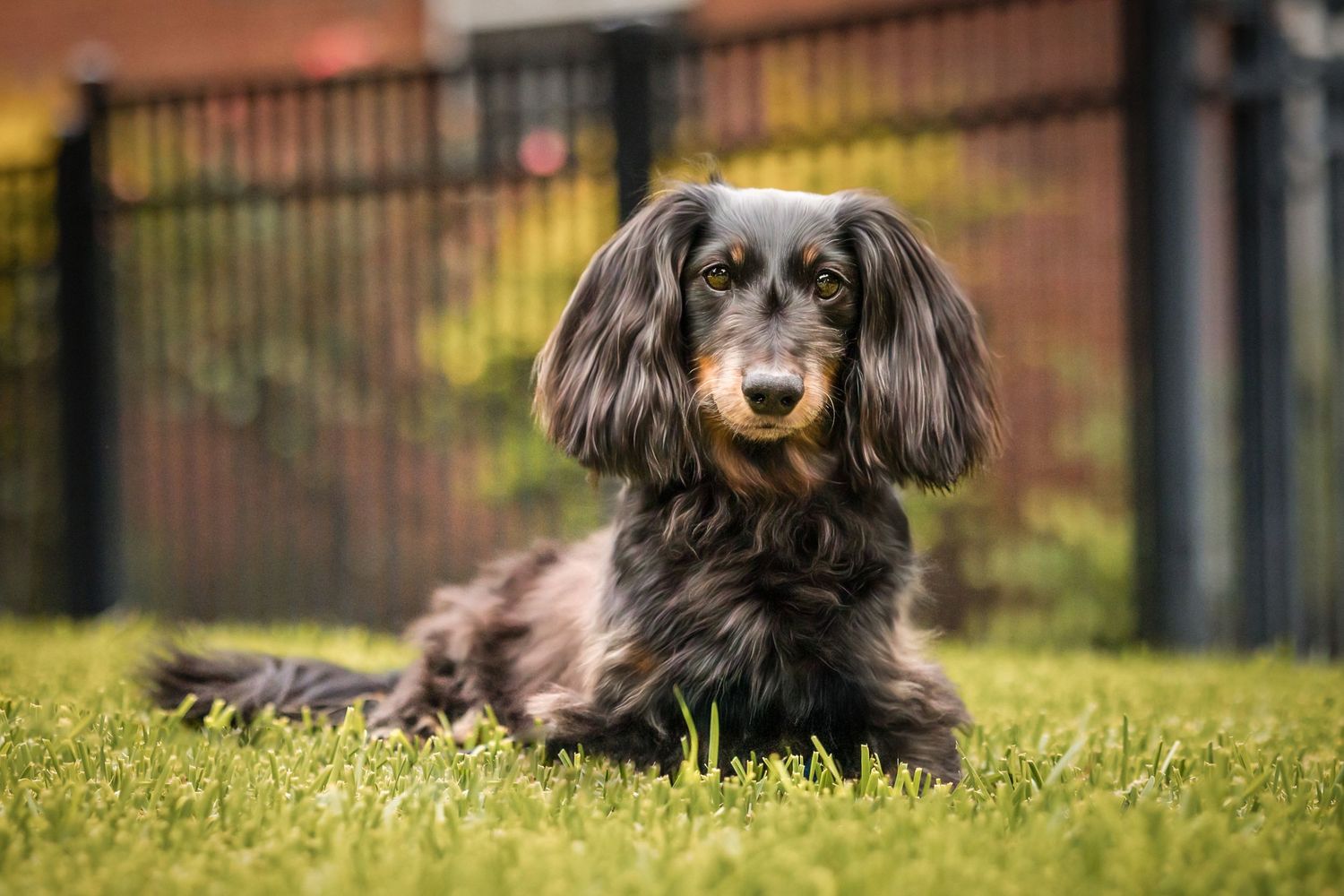Long-haired dachshund lying on green grass in a backyard, with a black metal fence in the background.