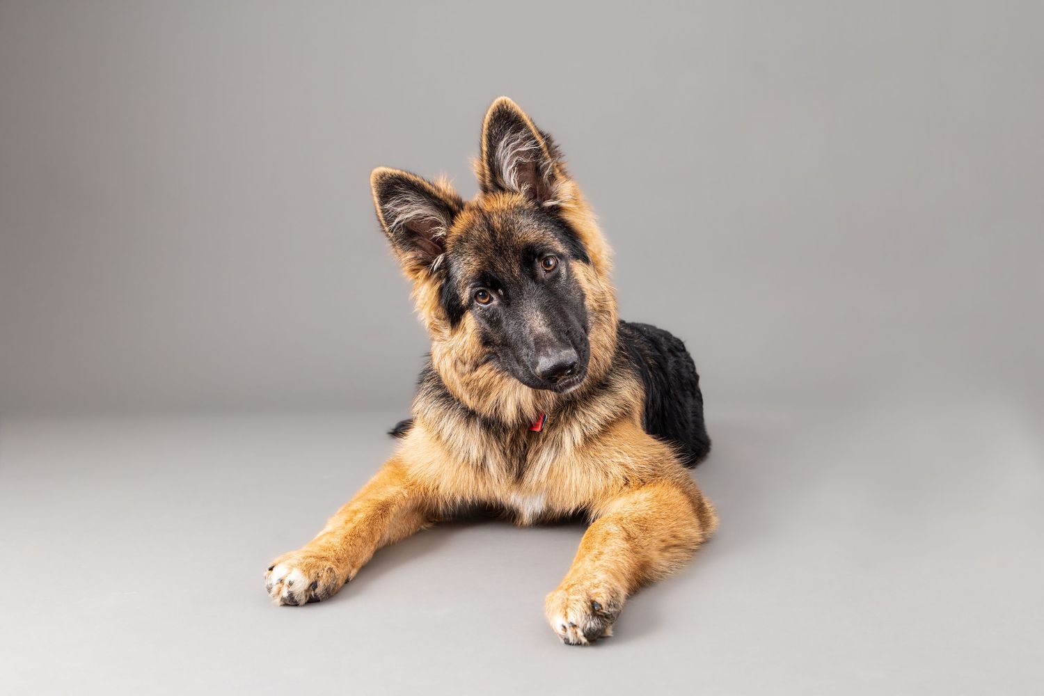 German Shepherd dog lying down in a professional studio portrait setting.