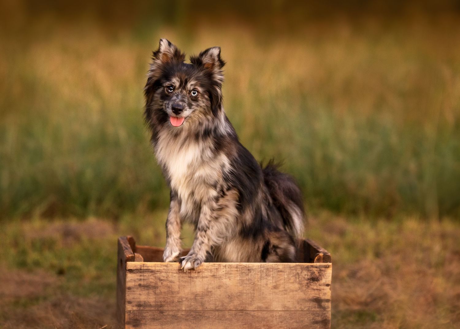 An Australian Shepherd dog sits patiently in a rustic wooden crate outdoors in a grassy field.