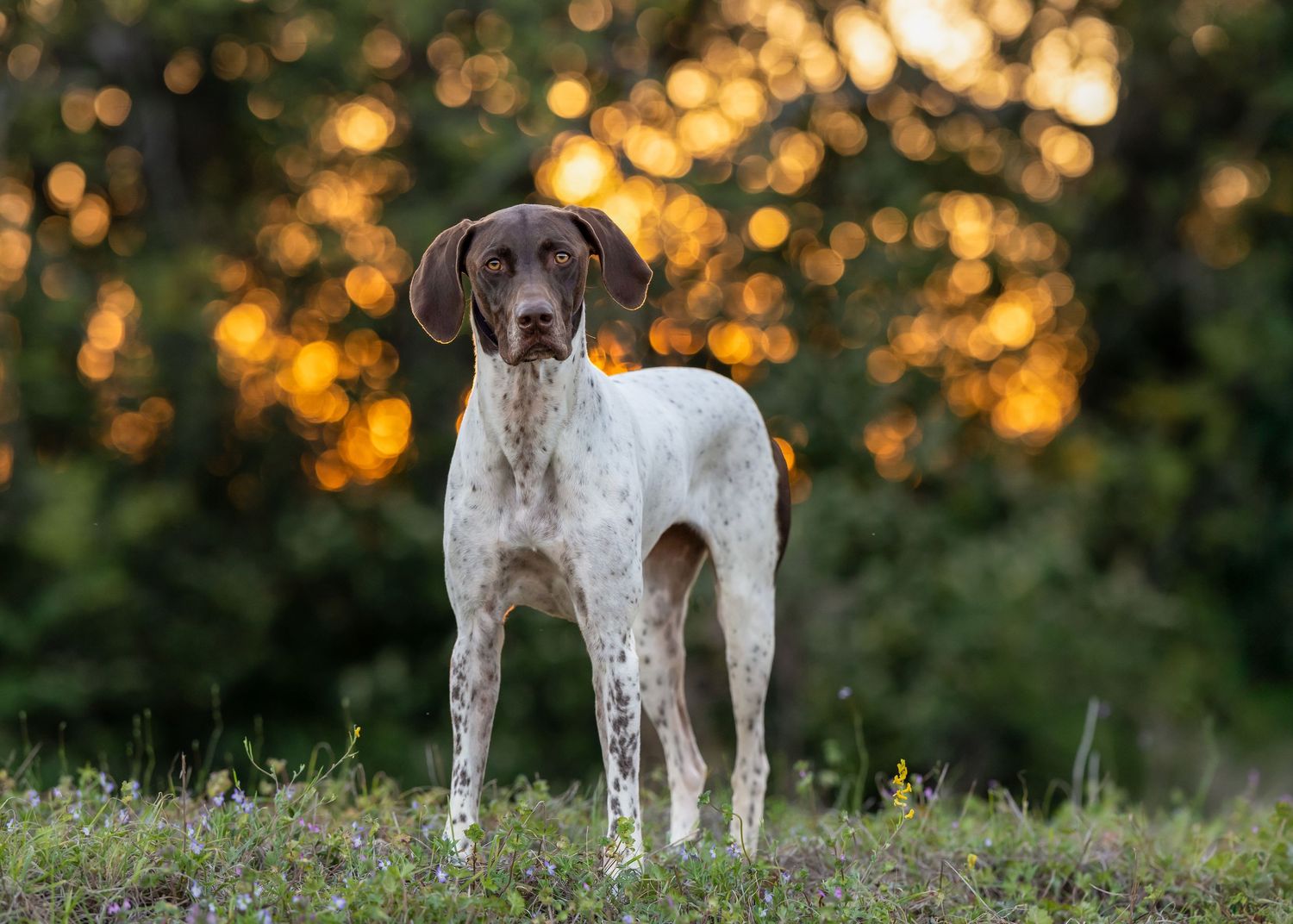 German Shorthaired Pointer dog stands alert on grassy hill during golden sunset with bokeh background.