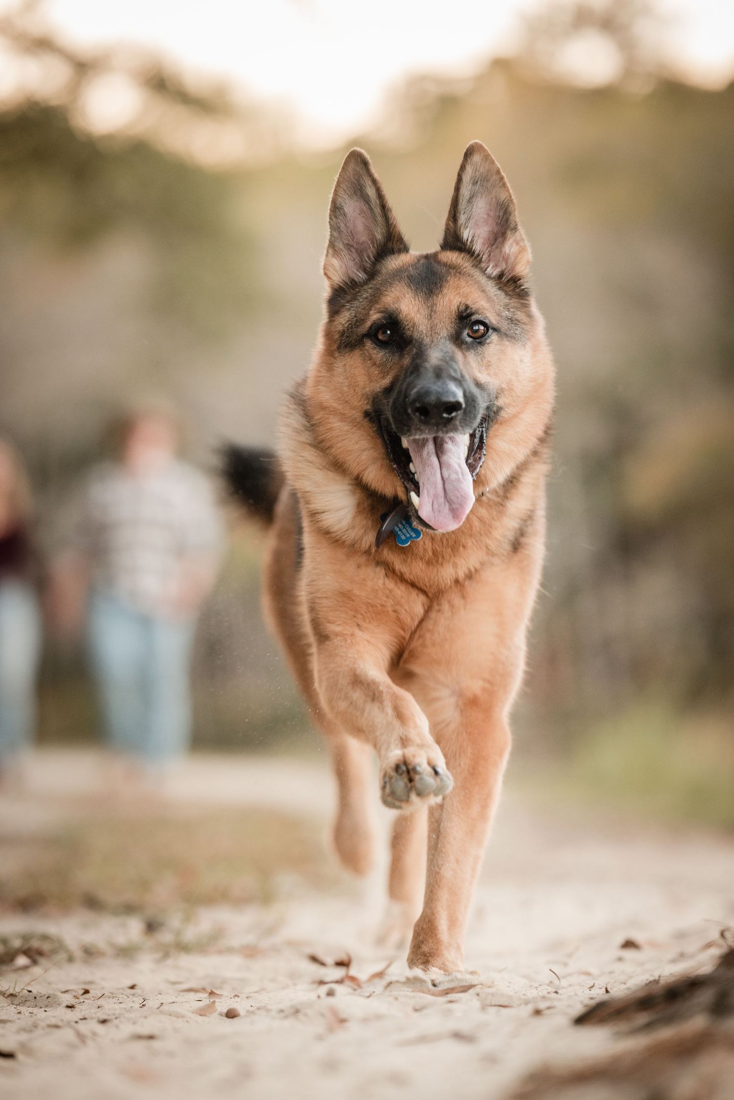 German Shepherd running and playing on a trail in Ozark, Alabama during photography session.