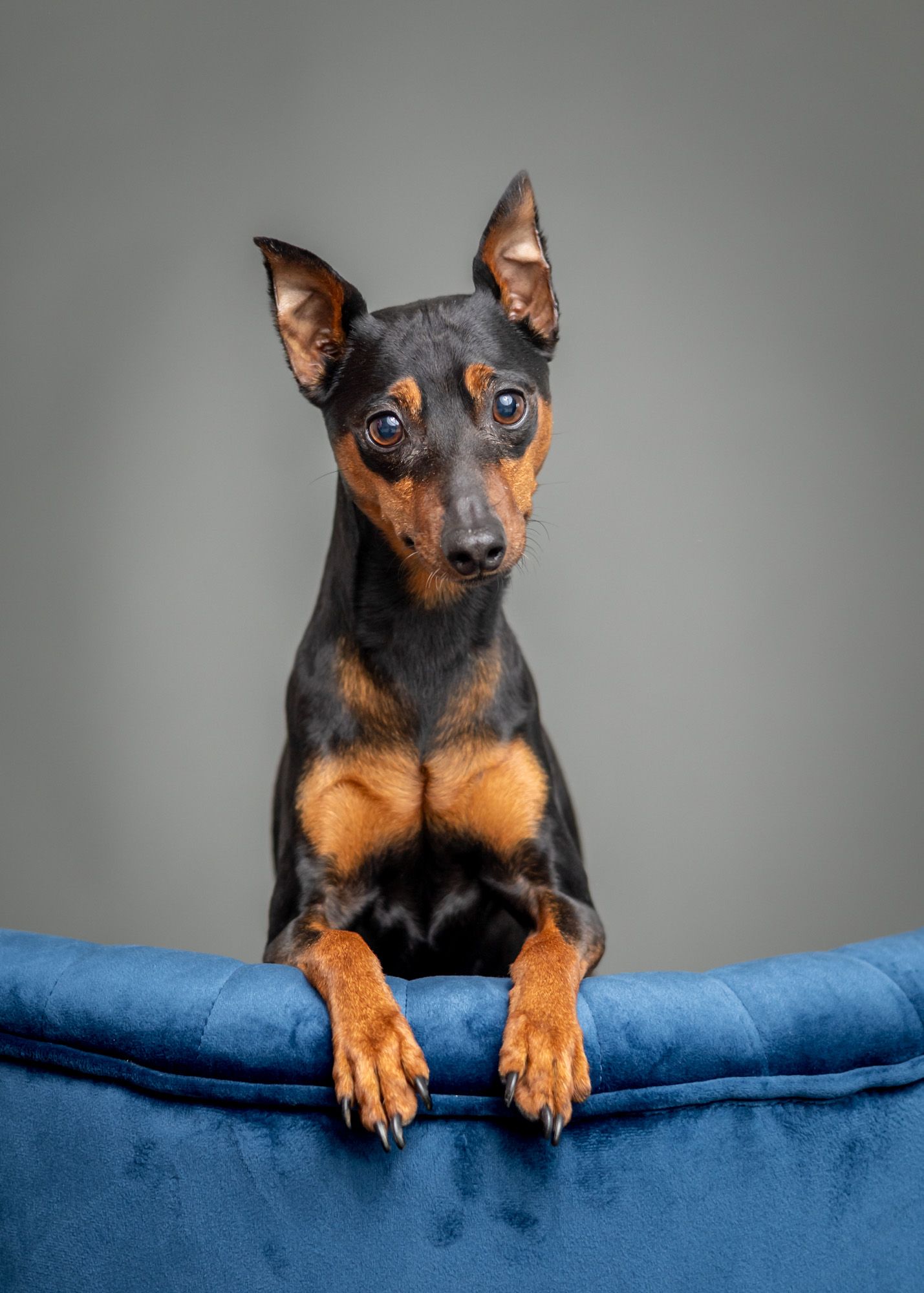 Miniature pinscher dog peeking over blue velvet couch cushions.