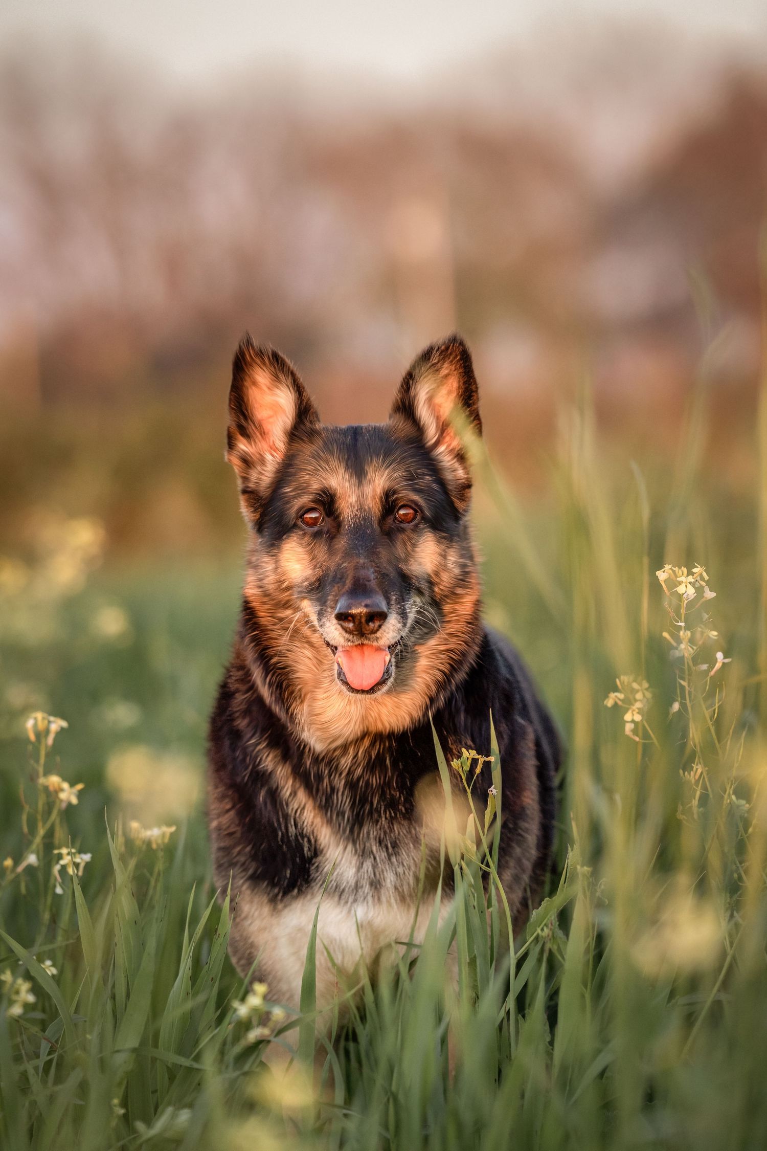 Happy German Shepherd dog sitting in a Daleville, AL green field with yellow wildflowers, tongue out, warm golden hour light