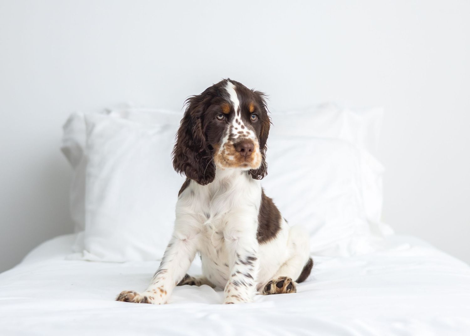 A brown and white Springer Spaniel puppy sits on a white bed with pillows in a bright, minimalist room.