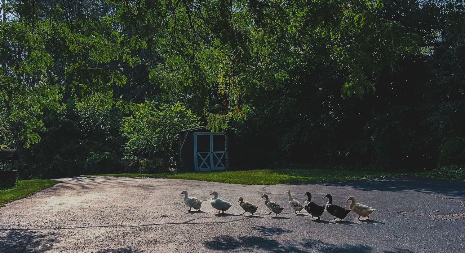 Line of ducks crossing a shaded farm driveway, farm animal and homestead portrait photography, Finger Lakes NY, Soft Wild Light.