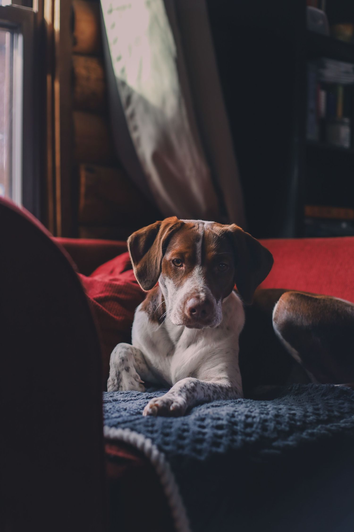 Dog portrait in natural light, pet photography during homestead session, Finger Lakes New York, Soft Wild Light.