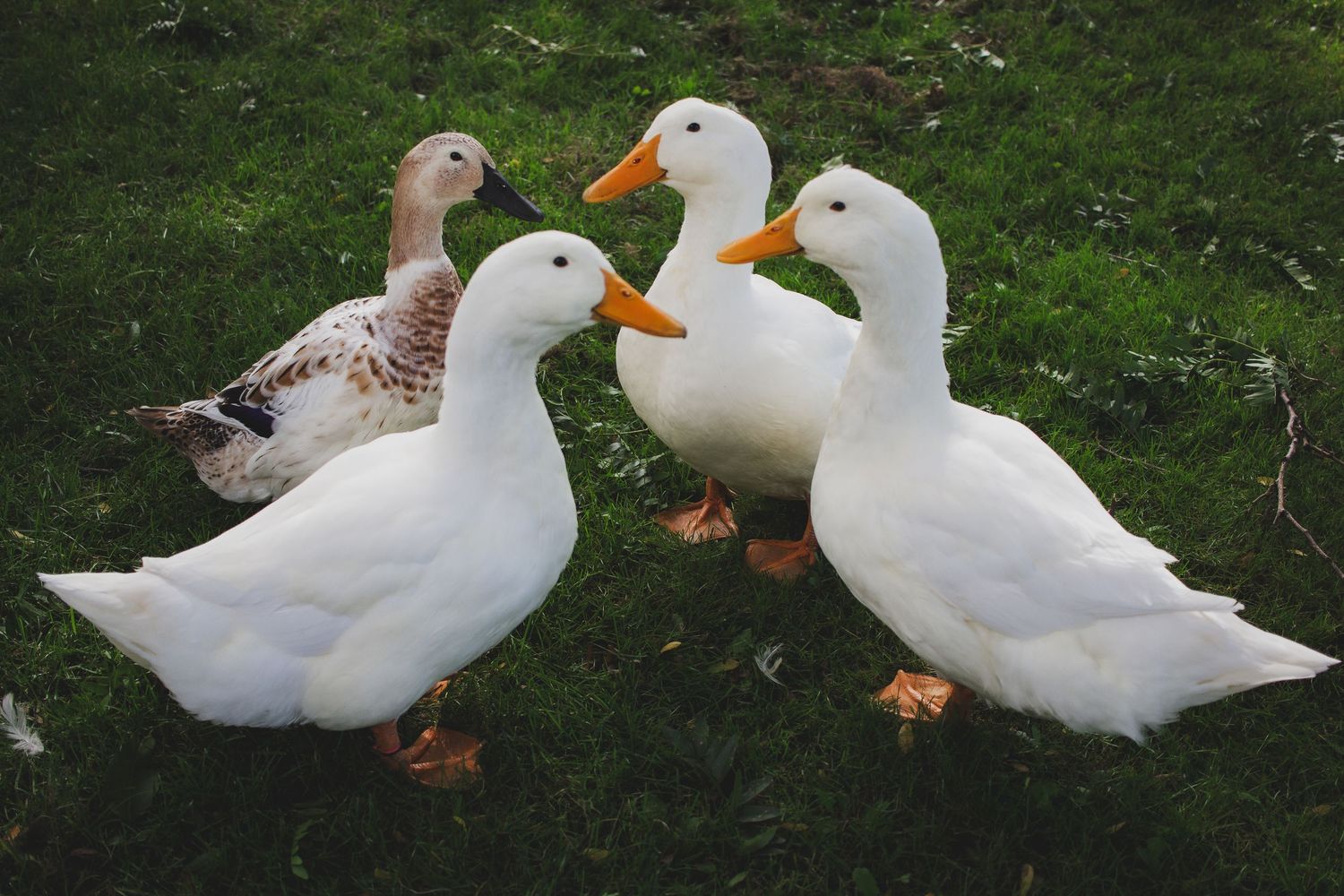 Flock of ducks, three white ducks, one spotted duck, in a garden, close up farm animal portrait, homestead photography, Finger Lakes NY.