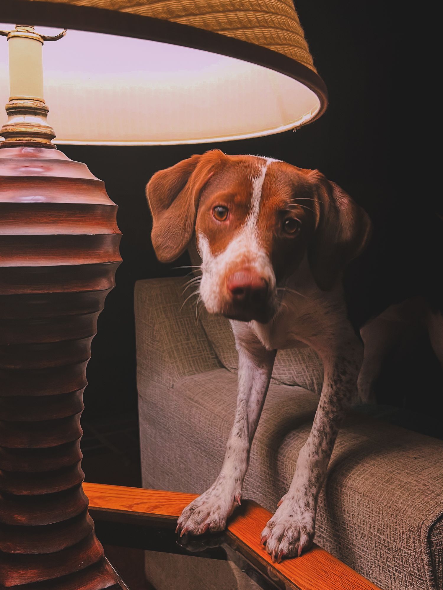 Dog in the soft lamp light of a homestead, pet portrait photography location by Soft Wild Light in the Finger Lakes region of NY.