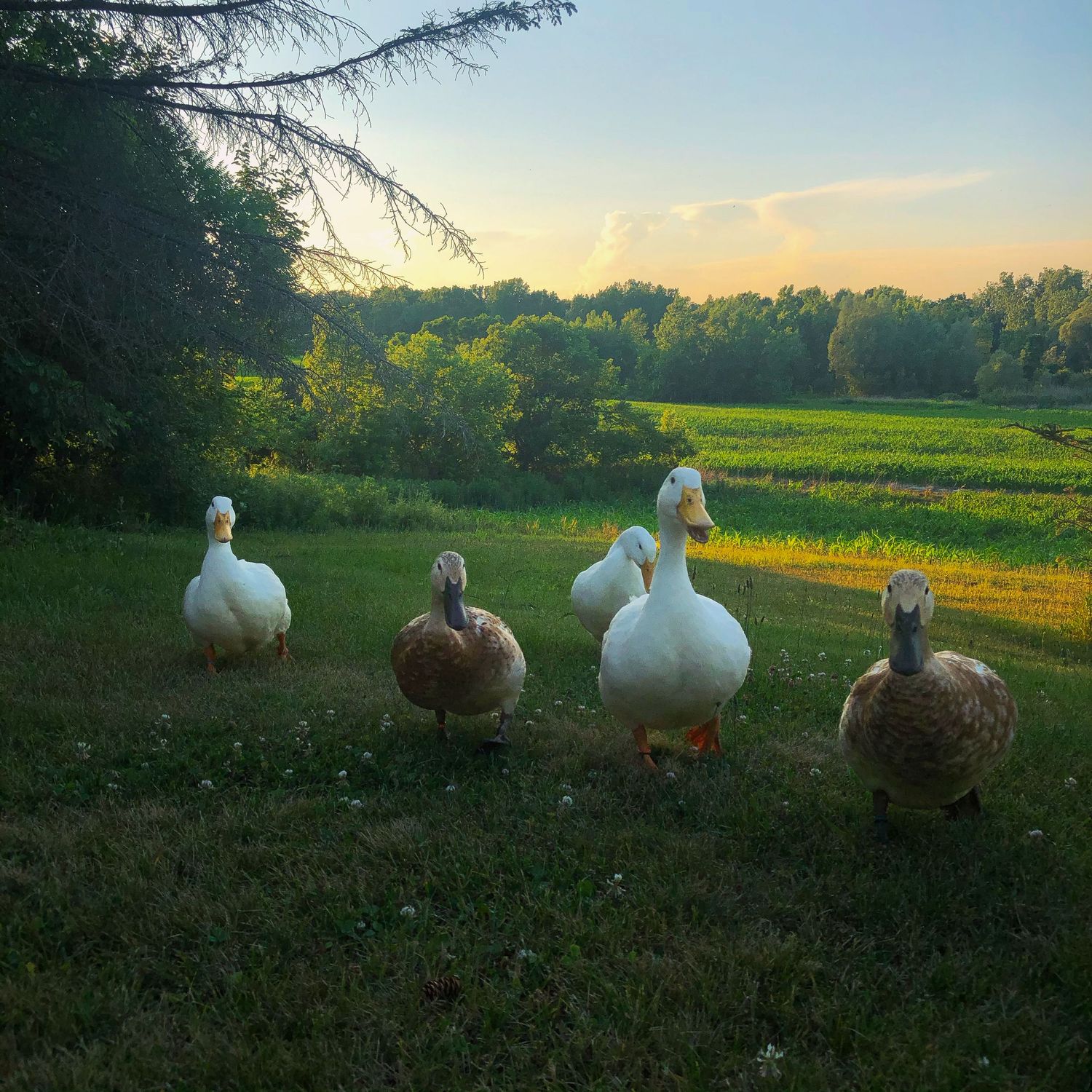 Flock of ducks on green farmland at dusk, farm animal portrait photography, Finger Lakes New York homestead session, Soft Wild Light.