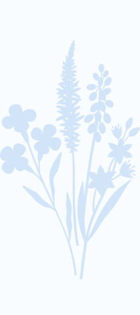 Soft Wild Light photography logo icon featuring delicate wildflowers, Finger Lakes NY Photographer, Soft Wild Light.