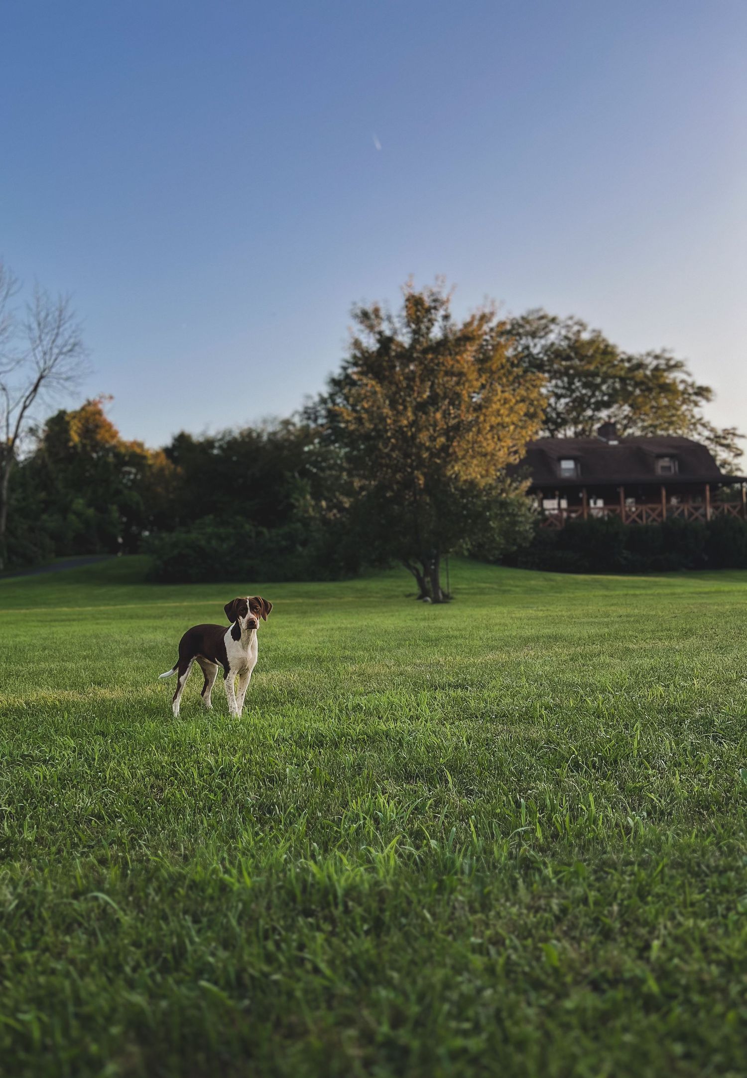 A dog in a sunny green front lawn, candid outdoor pet portrait, Finger Lakes NY, Soft Wild Light.