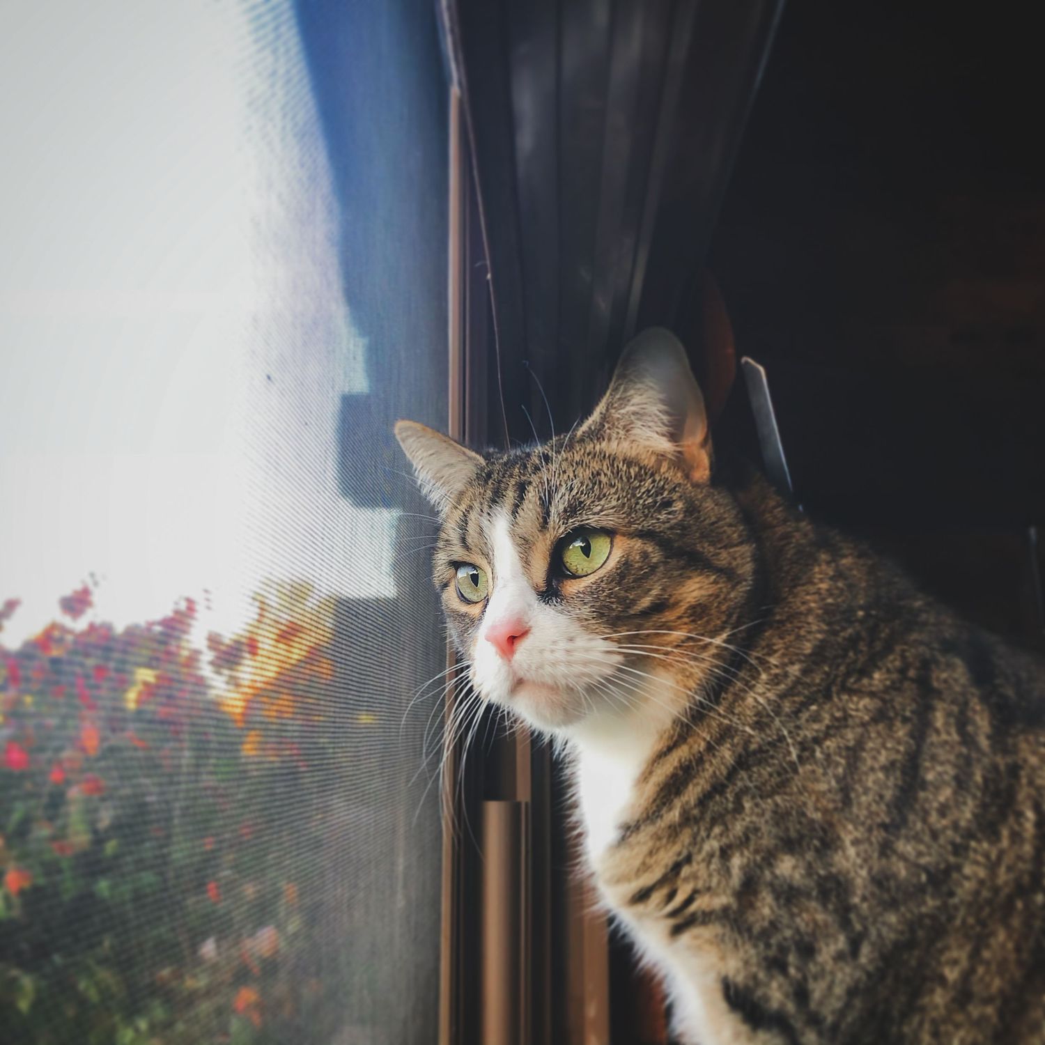 Tabby cat sitting at a sunlit window, natural light pet portrait, homestead photography session, Finger Lakes NY by Soft Wild Light.