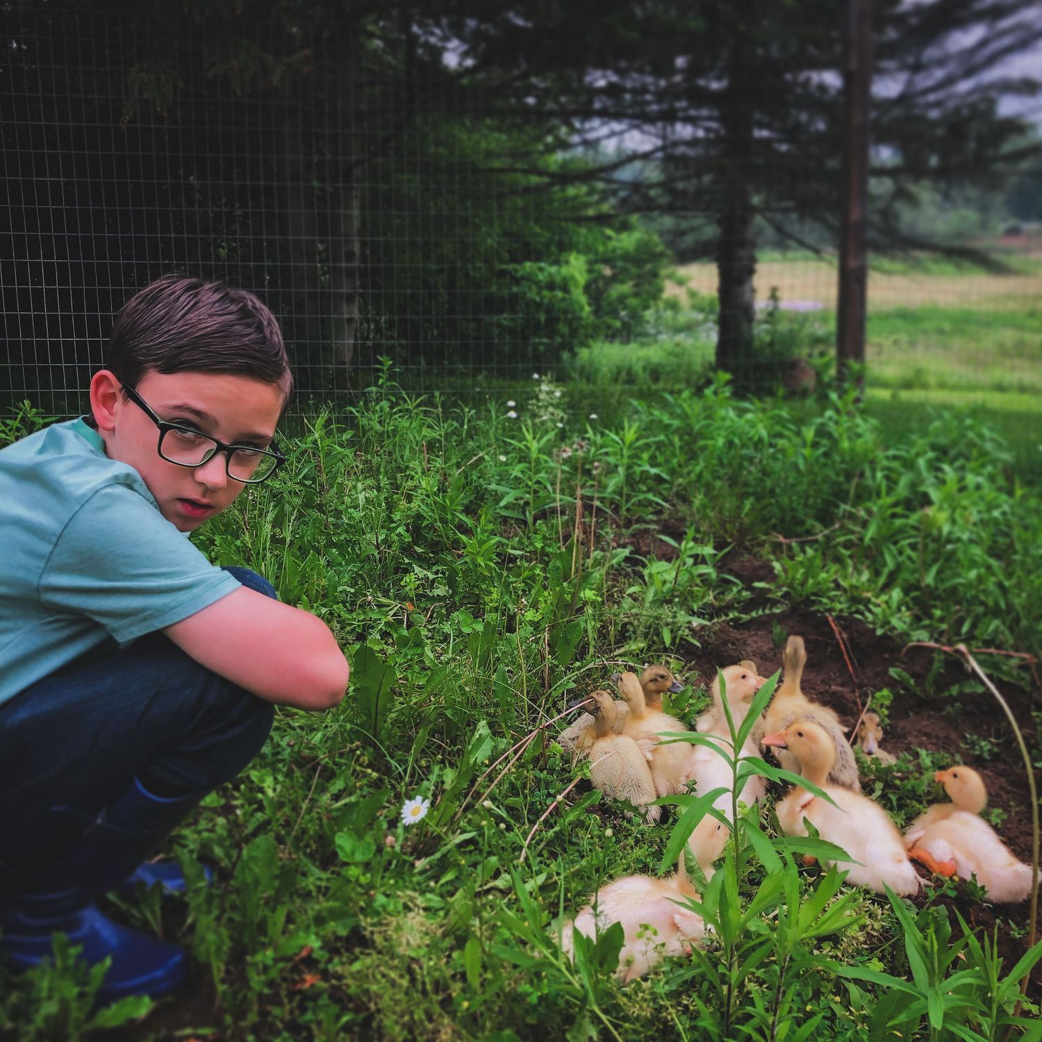 Child holding baby ducklings in a wildflower garden, candid homestead portrait, Finger Lakes New York, Soft Wild Light.
