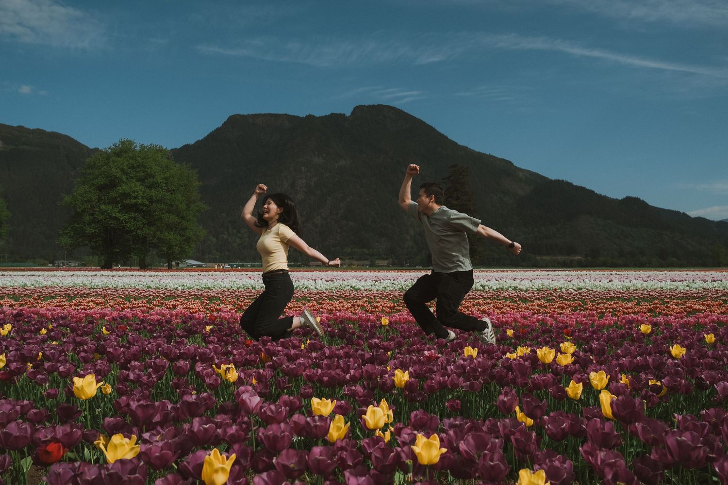 Two people joyfully jumping in a vibrant tulip field with purple and yellow flowers, mountains in the background.