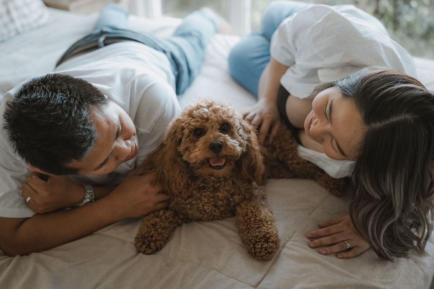 Four sequential images showing someone sleeping peacefully next to a brown poodle dog on a bed.