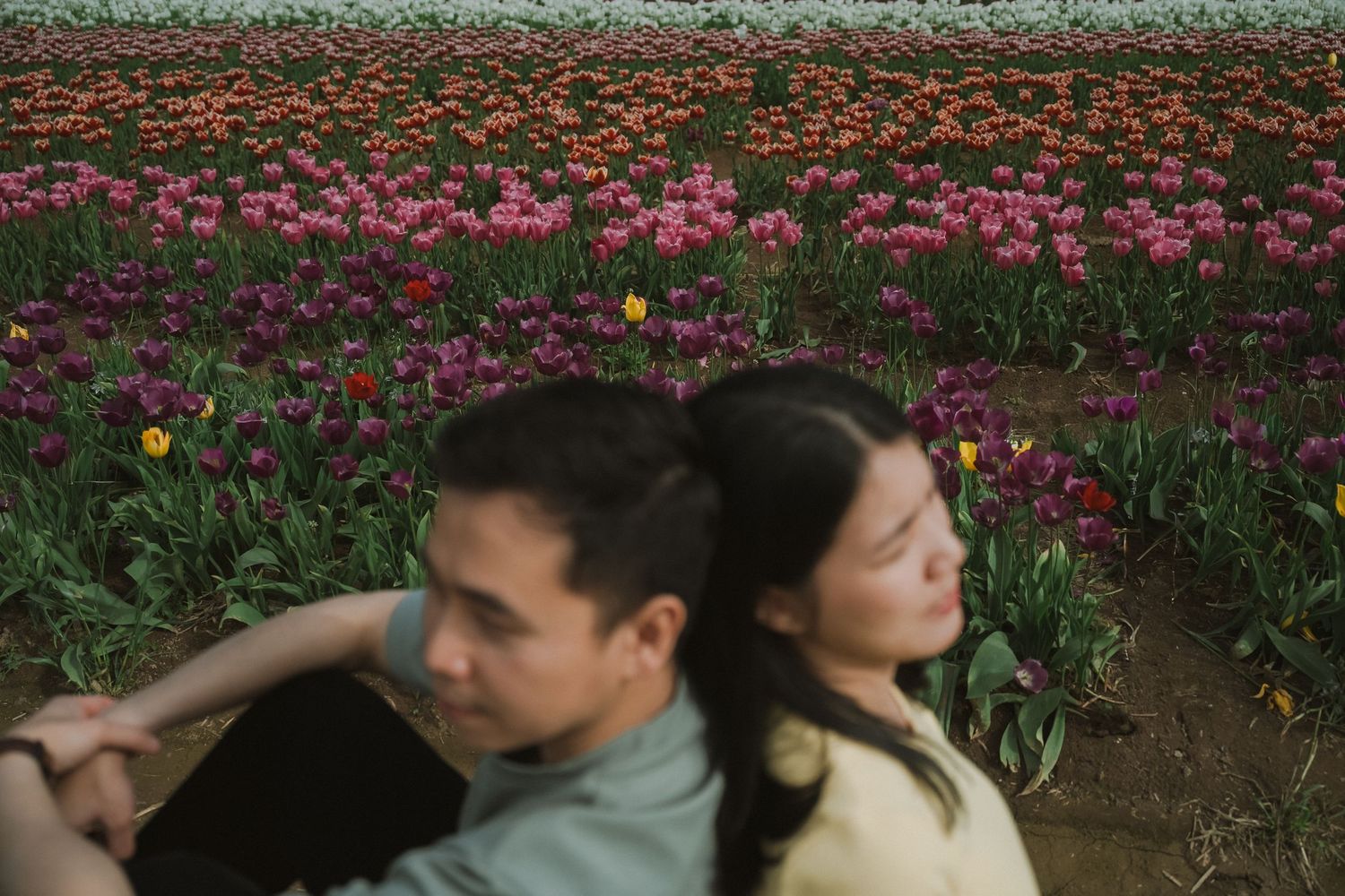 Couple sitting back-to-back in a vibrant tulip field with rows of pink, red, and purple flowers.