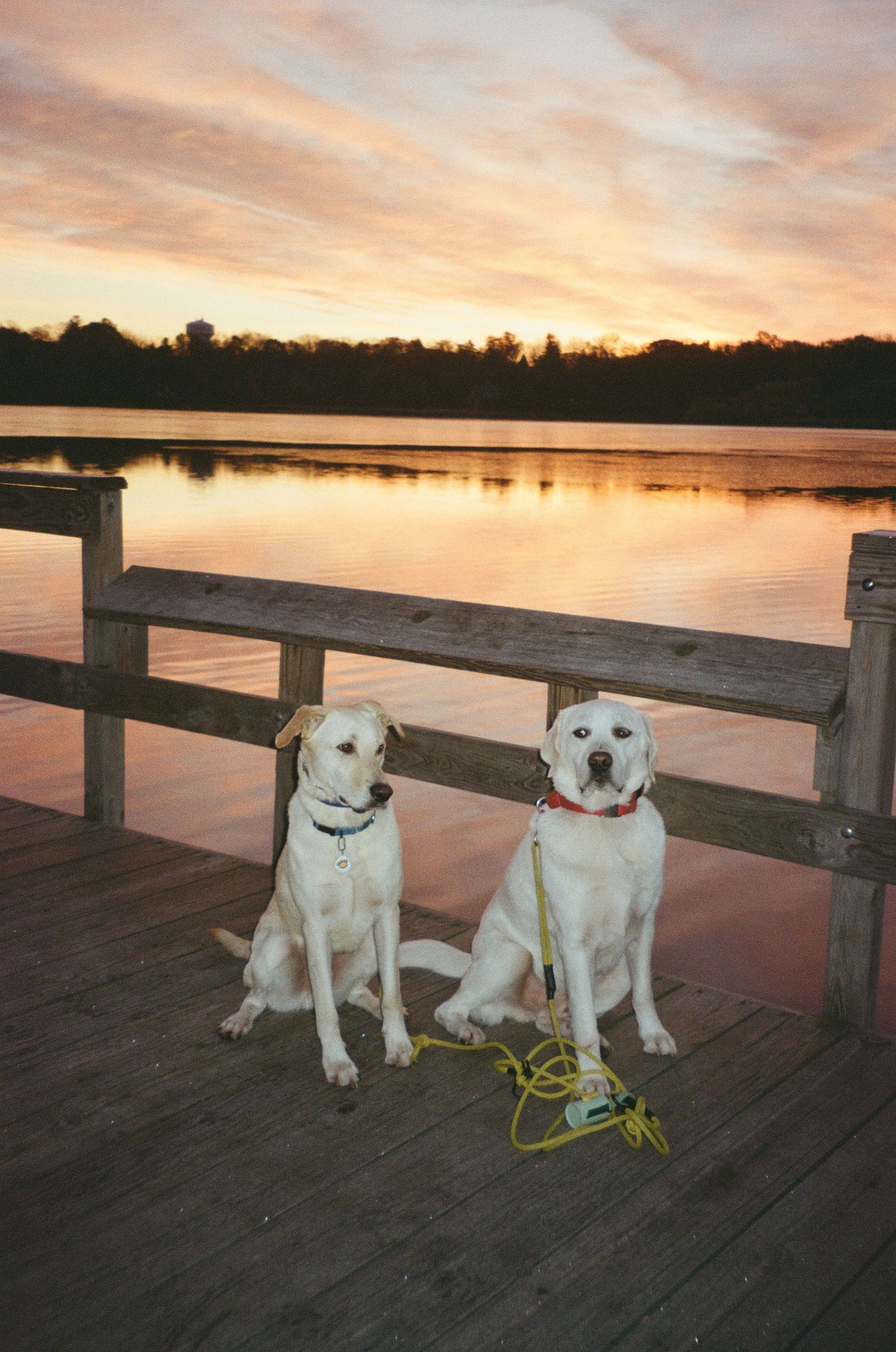 Two white dogs sitting together on a wooden dock at sunset with a calm lake in the background.