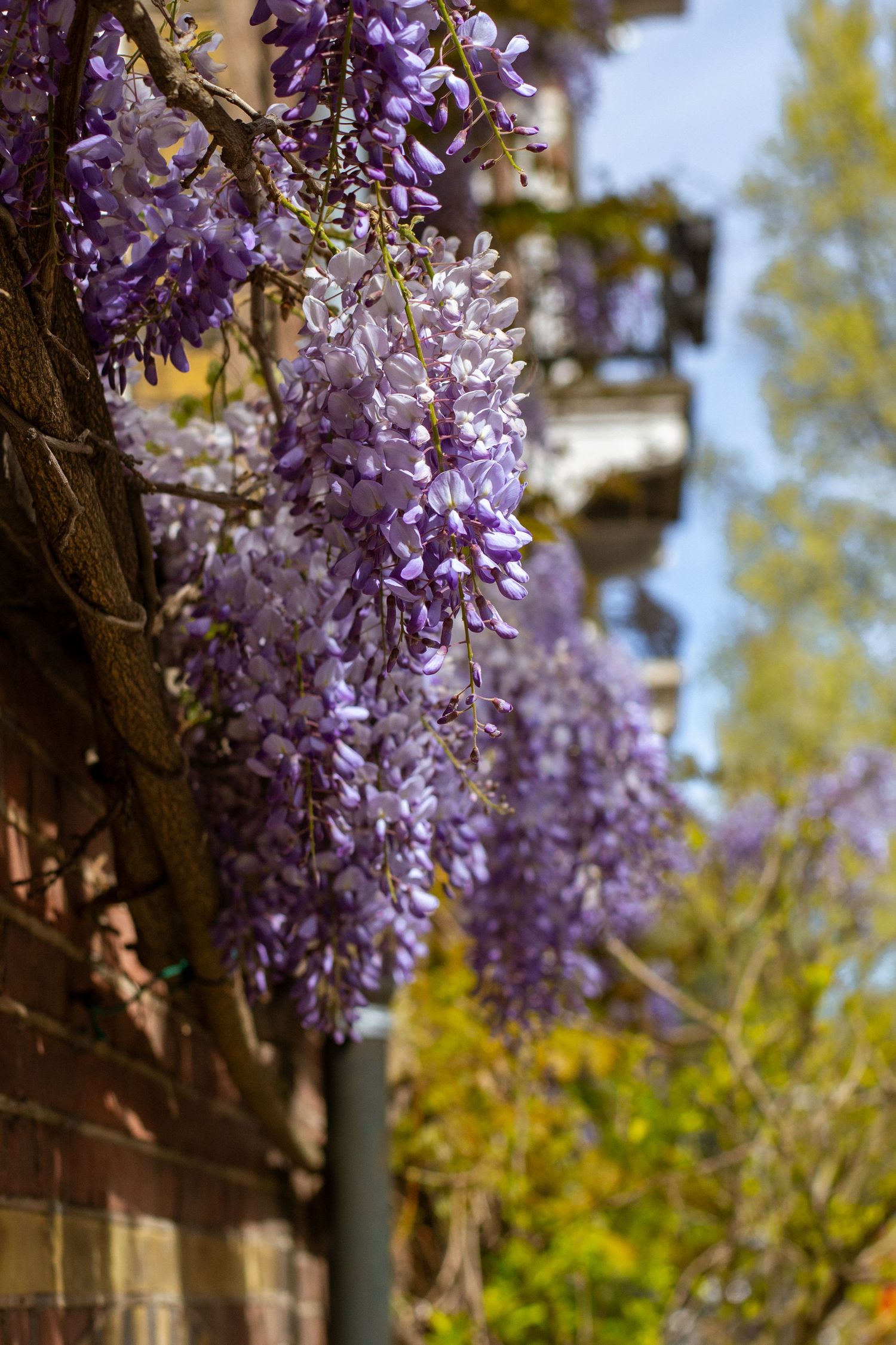 Prise couleur d'une glycine à Amsterdam