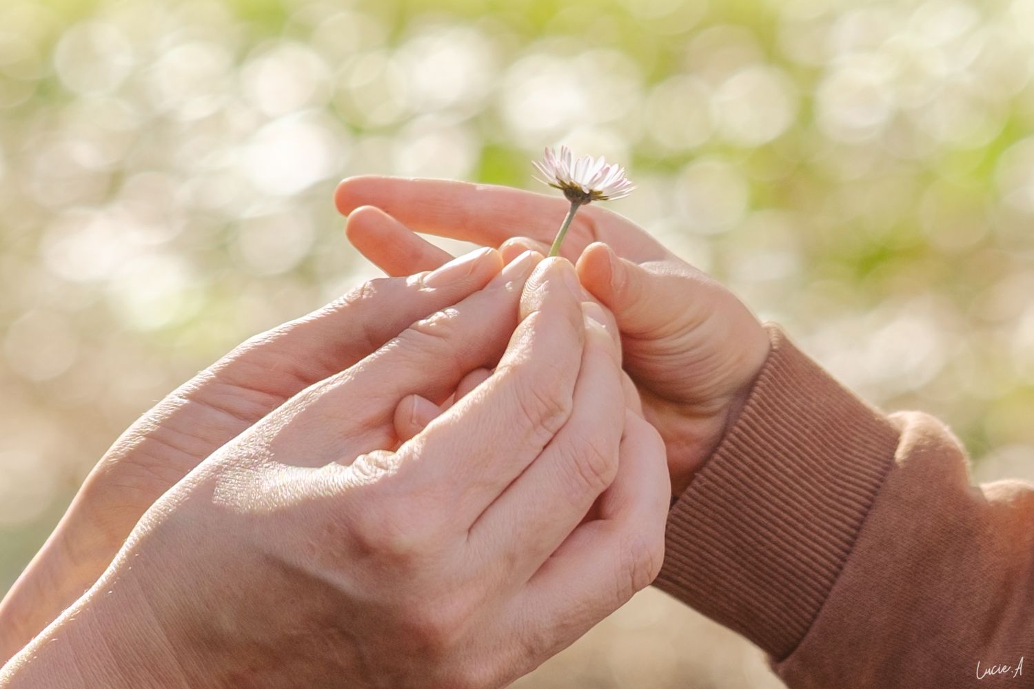 Plan rapproché d'un maman tenant une marguerite avec les mains de son enfant