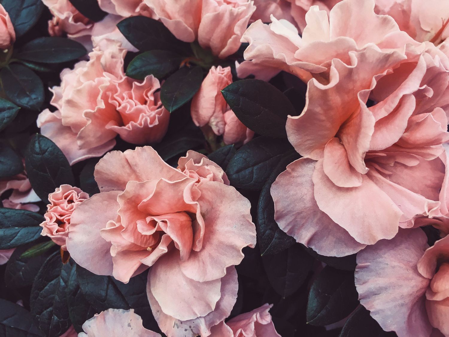 Des œillets roses aux pétales frisés sur un fond sombre, prise en nature à Ronchin