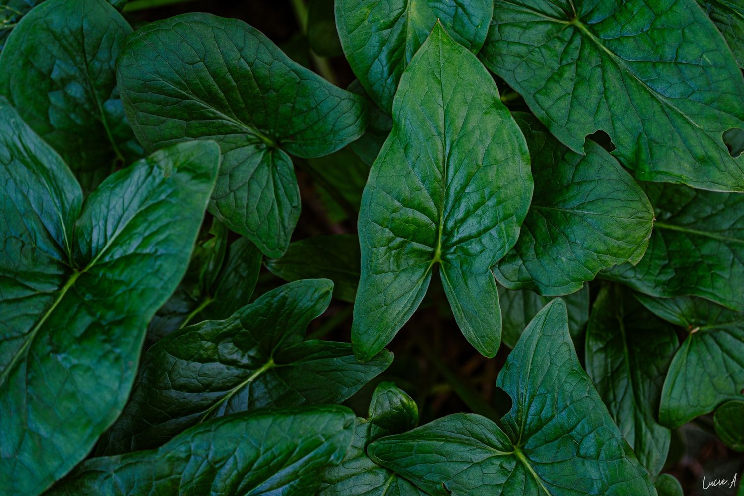 Gros plan sur de luxuriantes feuilles tropicales vert foncé aux nervures saillantes, créant un motif de feuillage naturel dense.