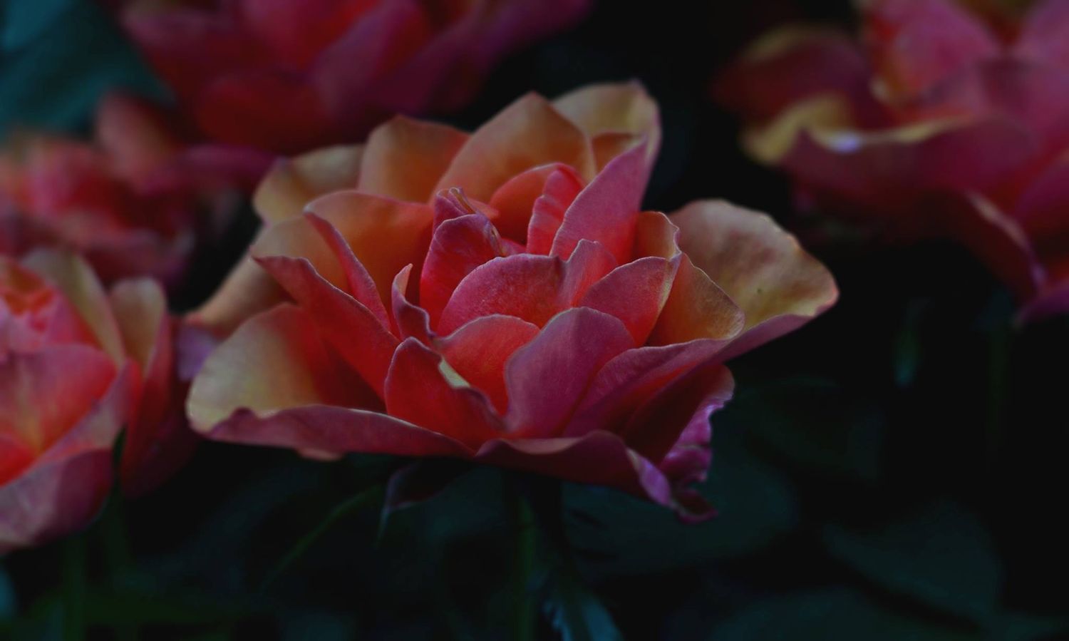 Gros plan de roses roses avec un flou artistique et un fond sombre