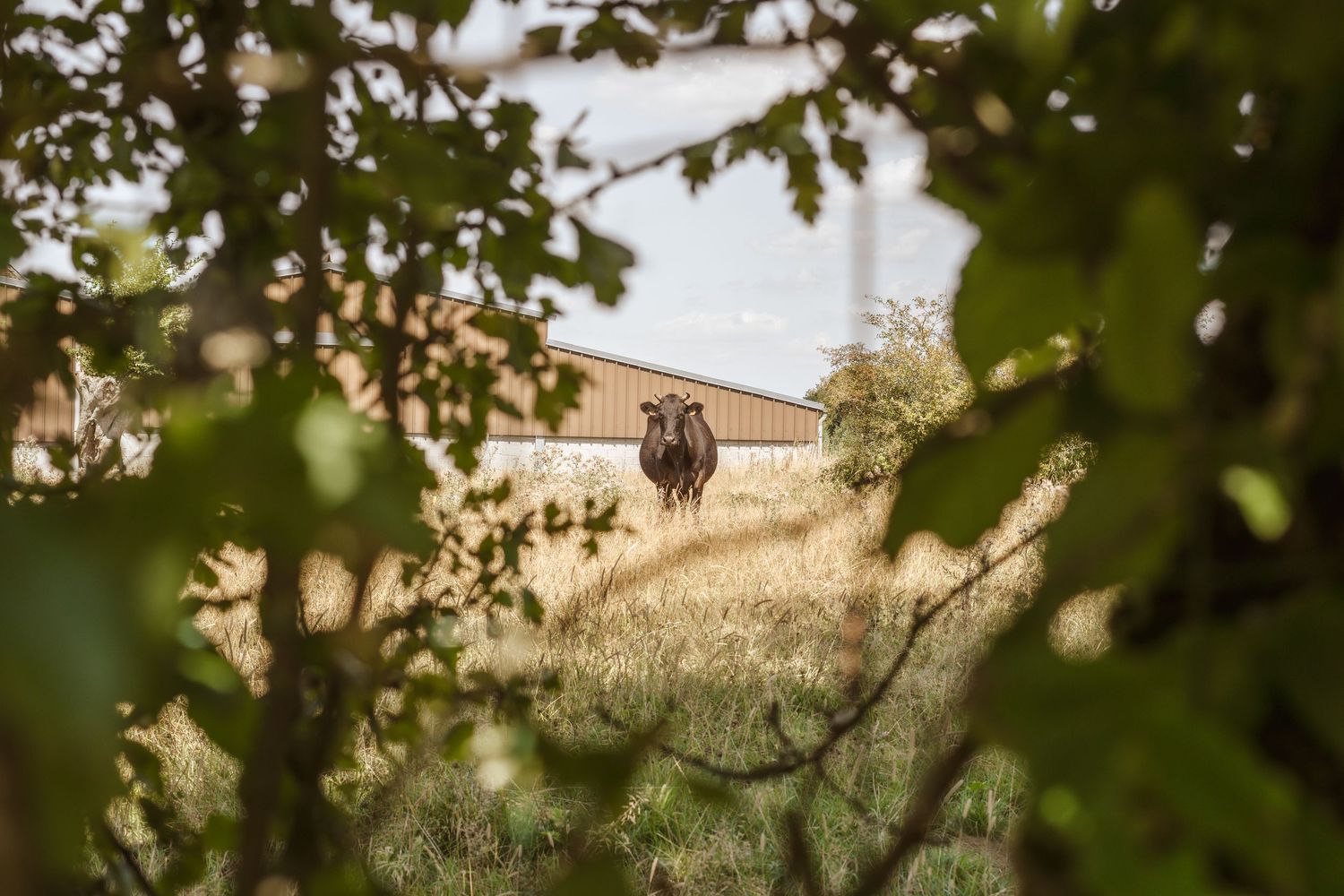 A lone cow stands in a golden field near a farm building, viewed through lush green leaves and branches.
